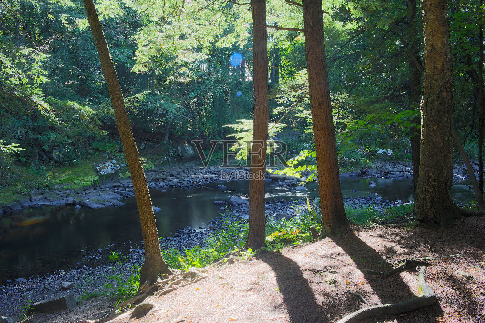 森林和河流公园野生动物环境保护照片摄影图片