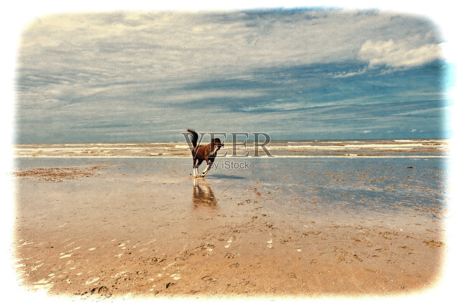 荷兰的舞马照片摄影图片