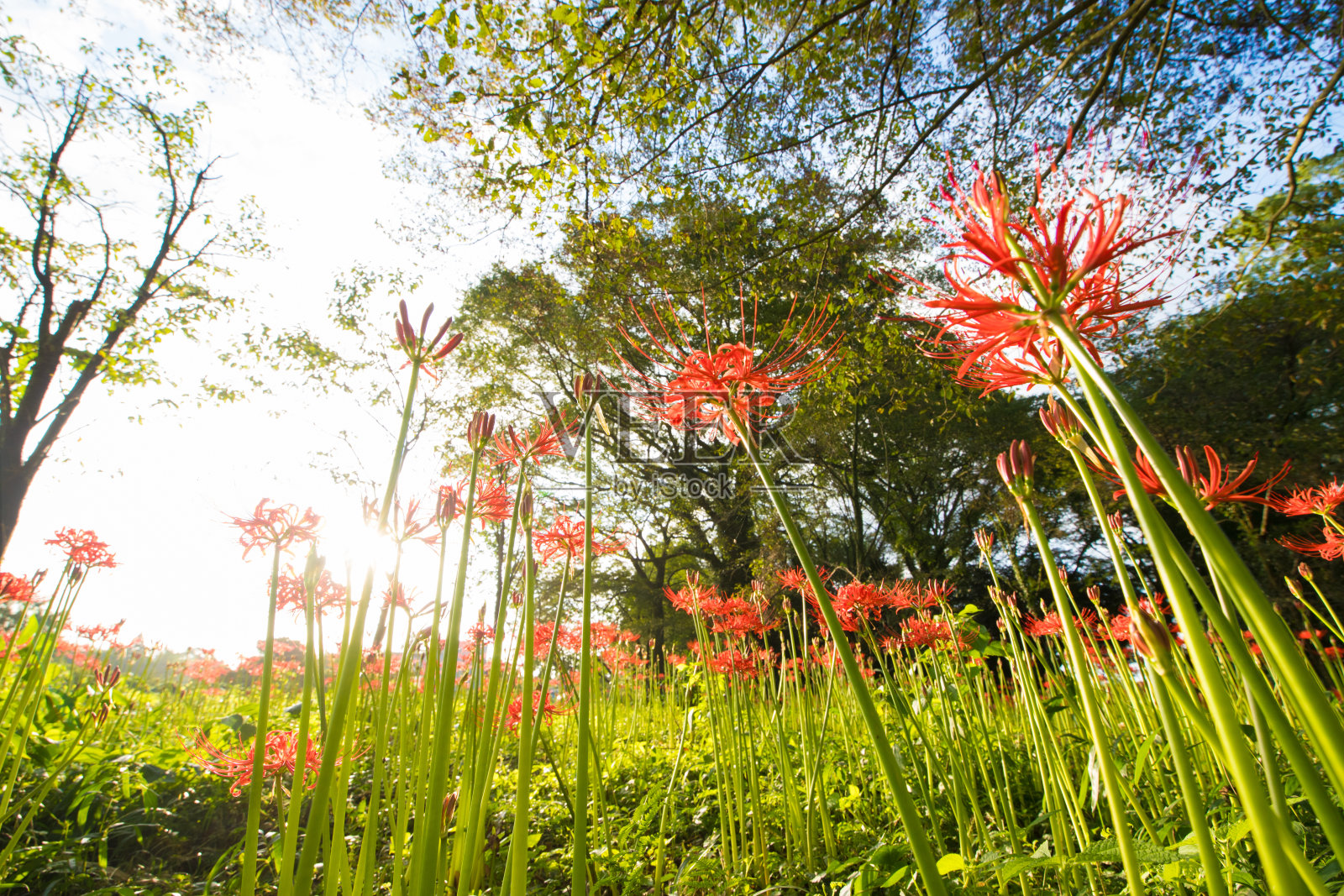 集群孤挺花照片摄影图片