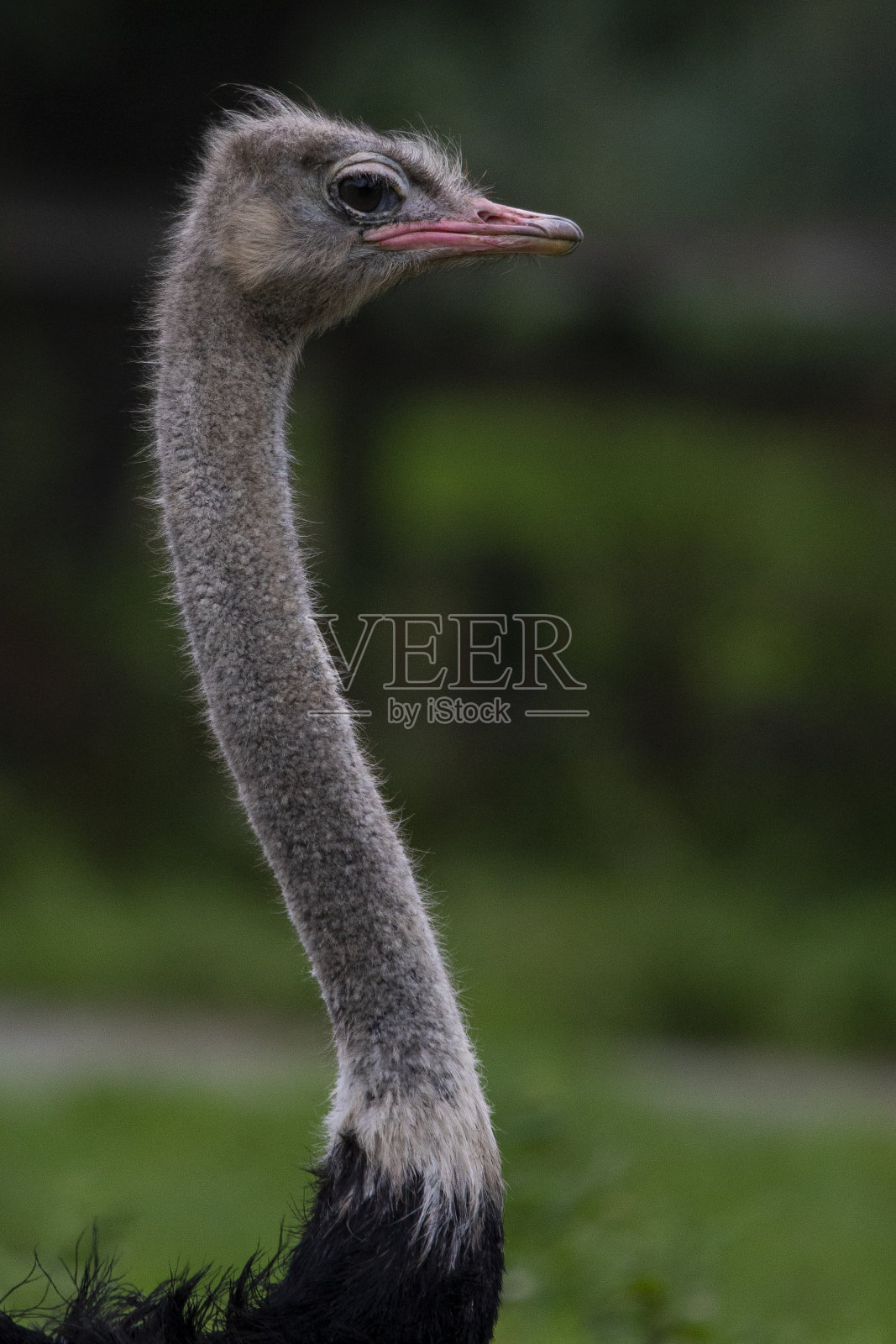鸵鸟照片摄影图片