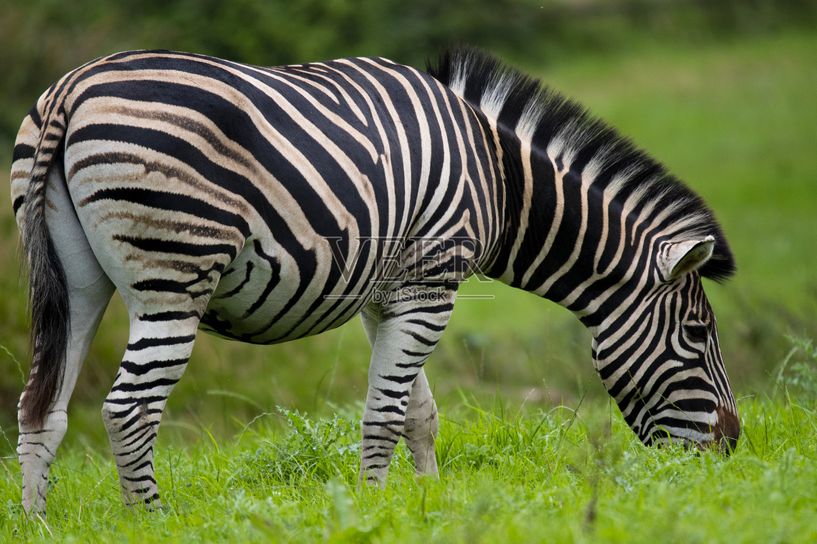 查普曼的斑马照片摄影图片