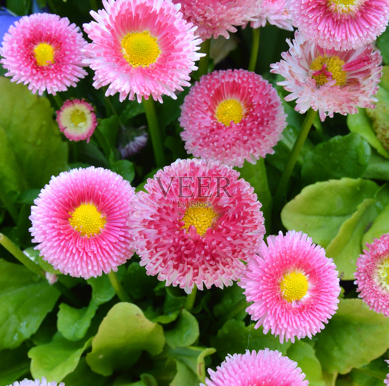 白色和粉红色的雏菊花孤立照片摄影图片