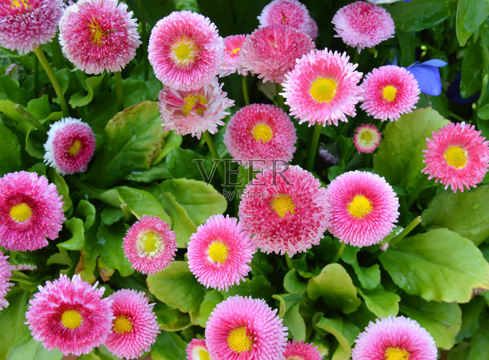 白色和粉红色的雏菊花孤立照片摄影图片