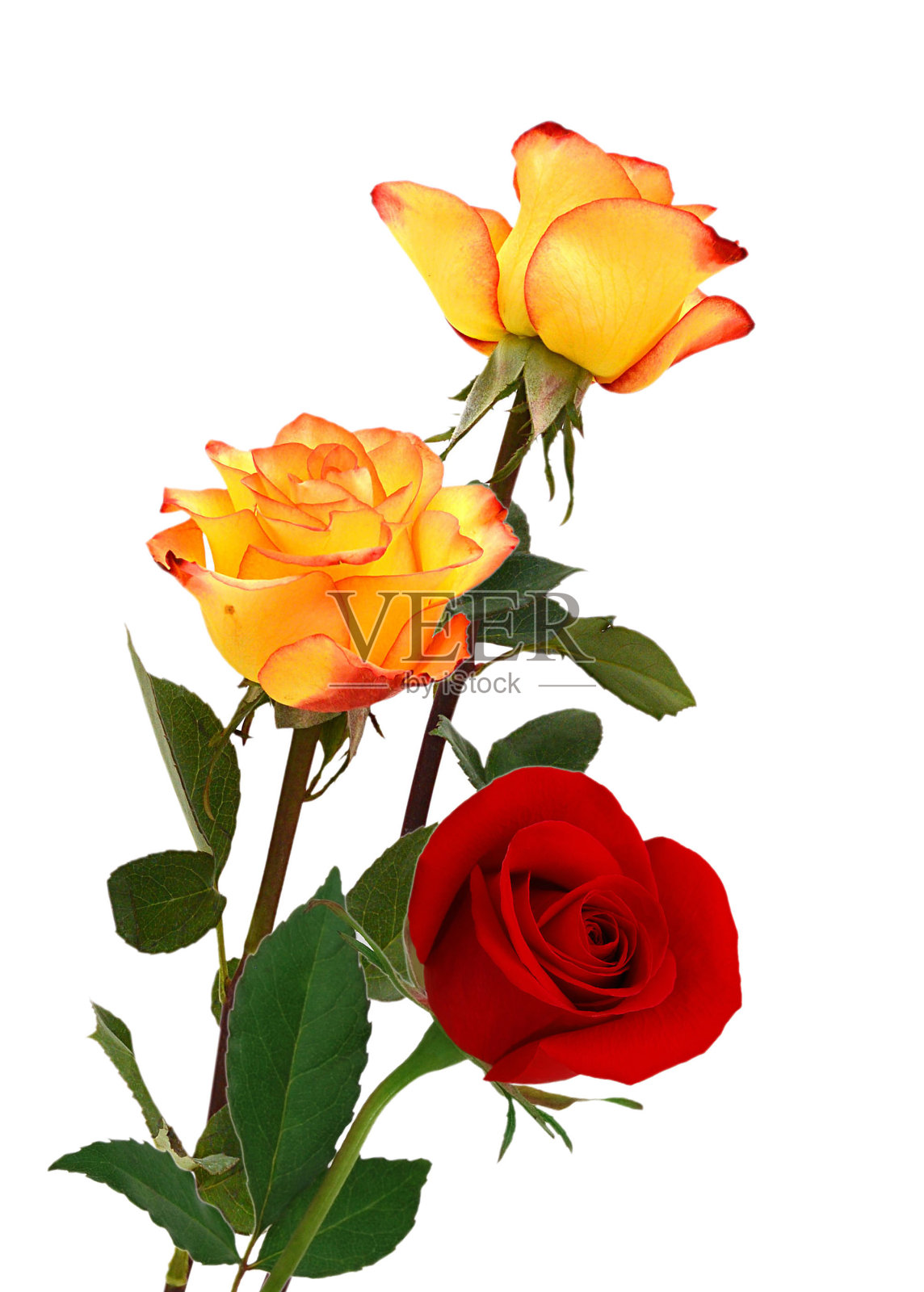 一束玫瑰孤立在白色上照片摄影图片