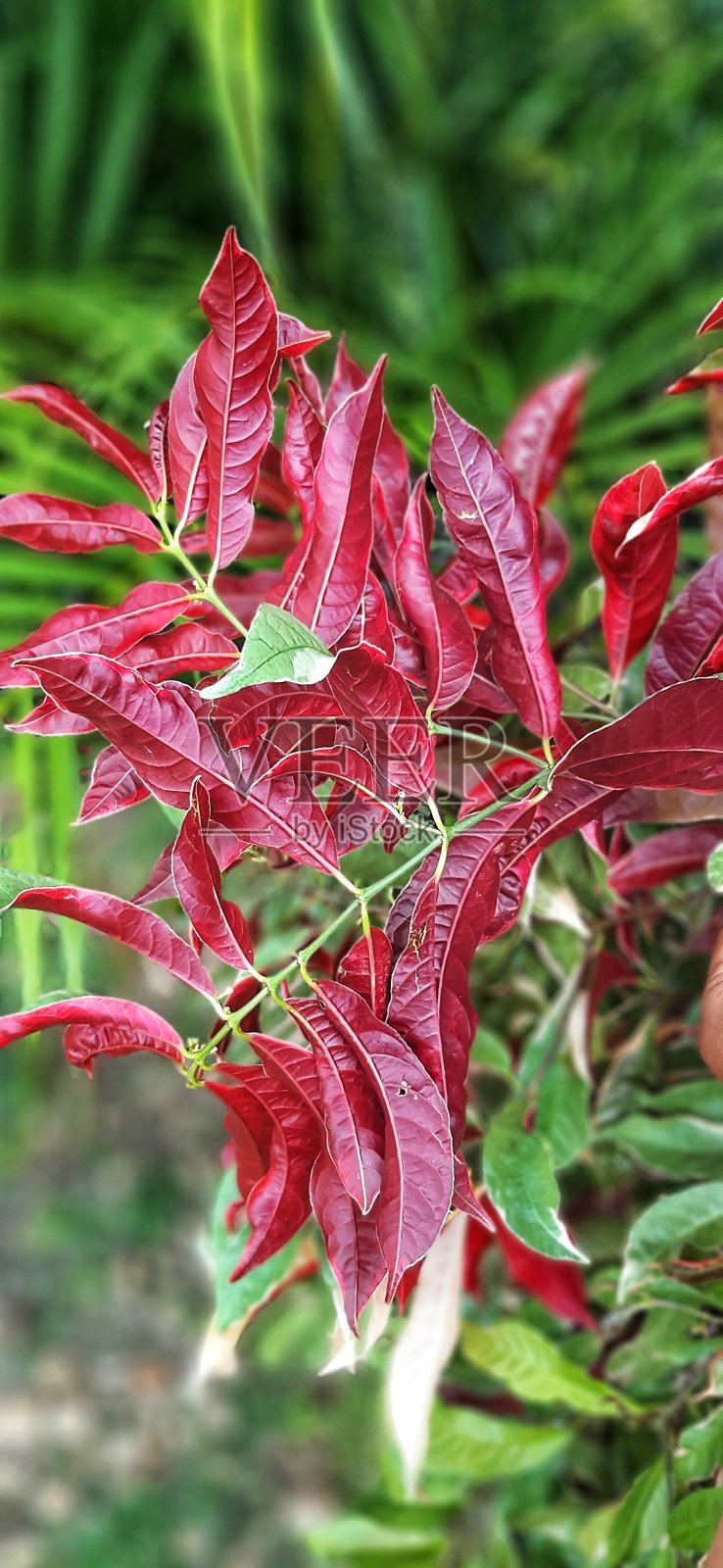 两个颜色的叶子照片摄影图片