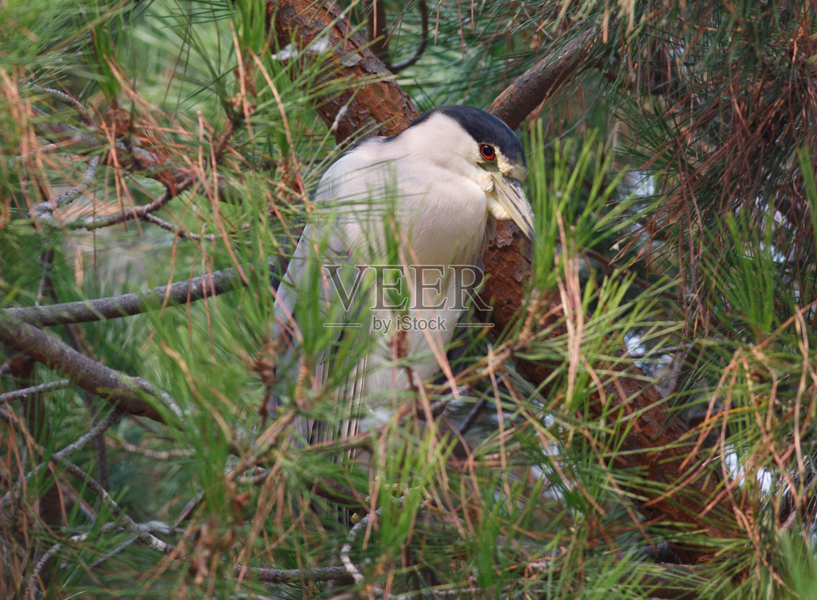 黑冠夜鹭看着镜头照片摄影图片