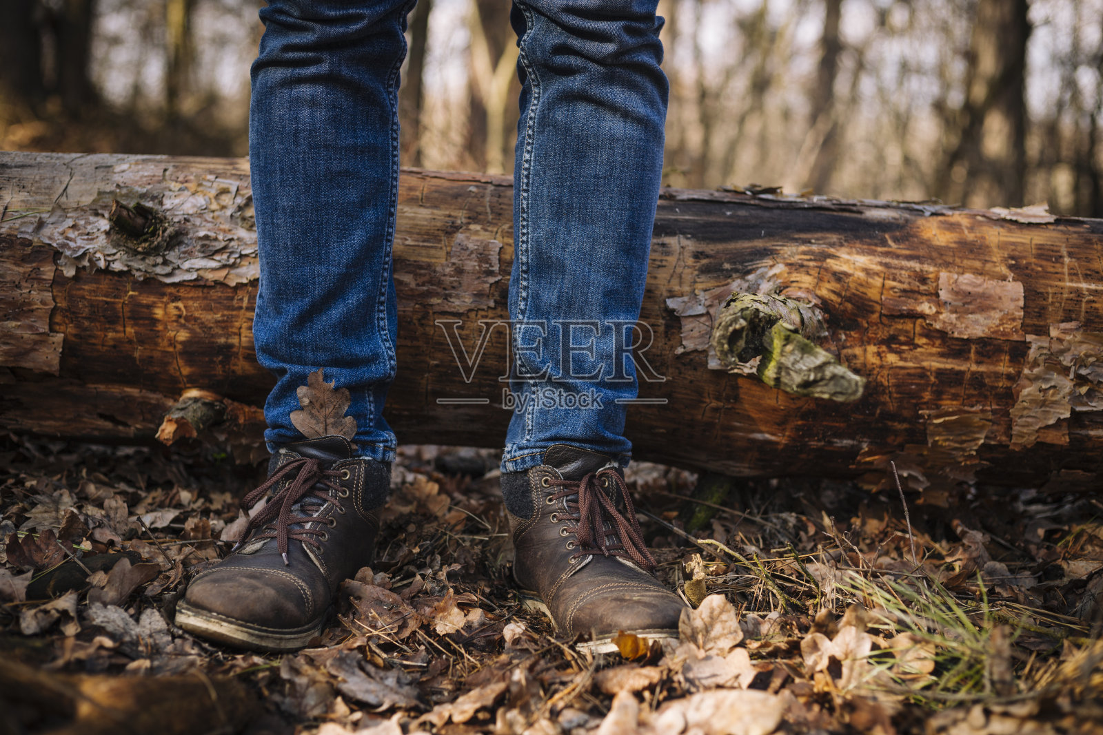 近距离的照片，人的腿在旧皮靴和蓝色牛仔裤站在地面与干树叶照片摄影图片