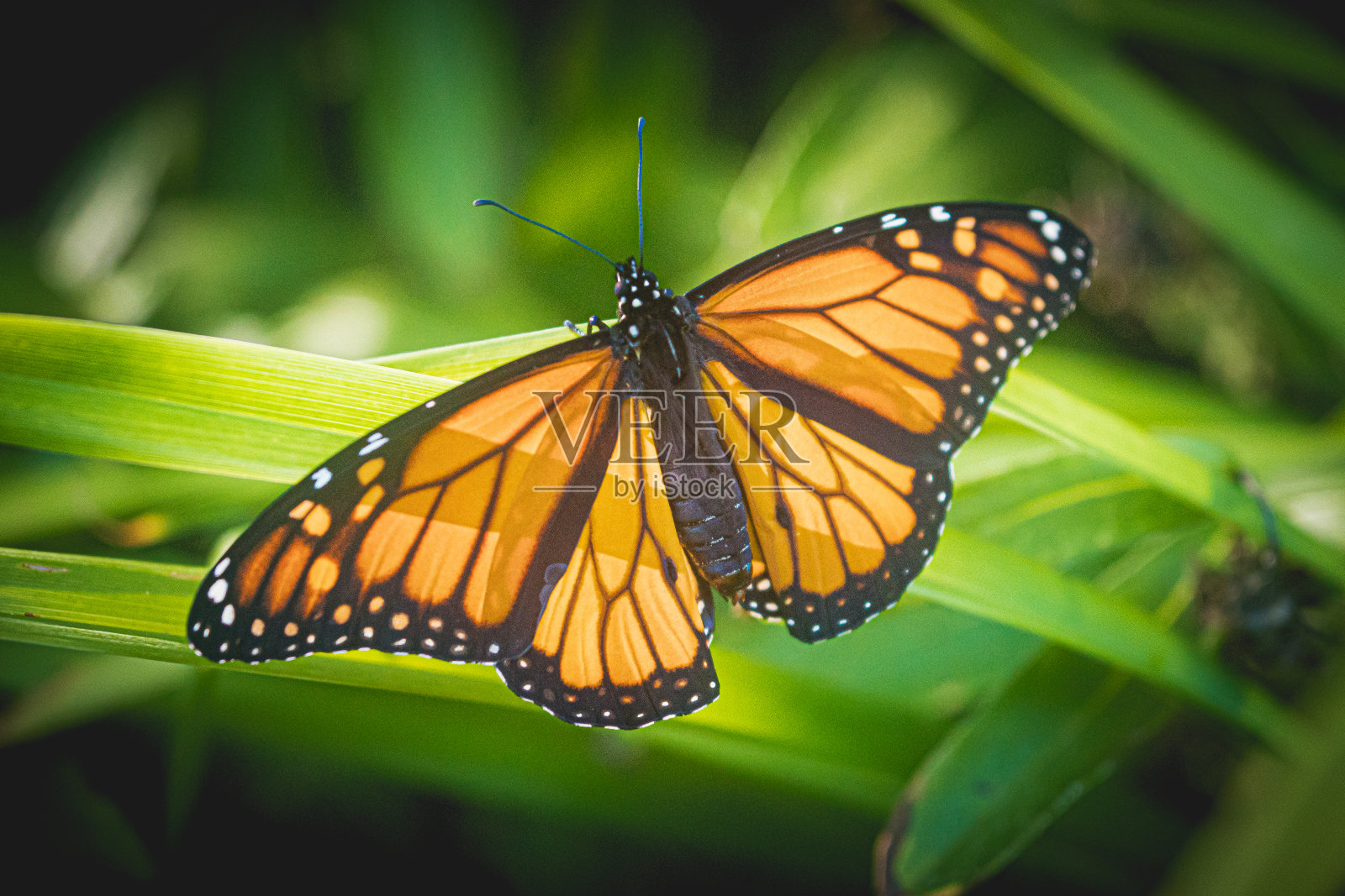 帝王蝶的蛹照片摄影图片