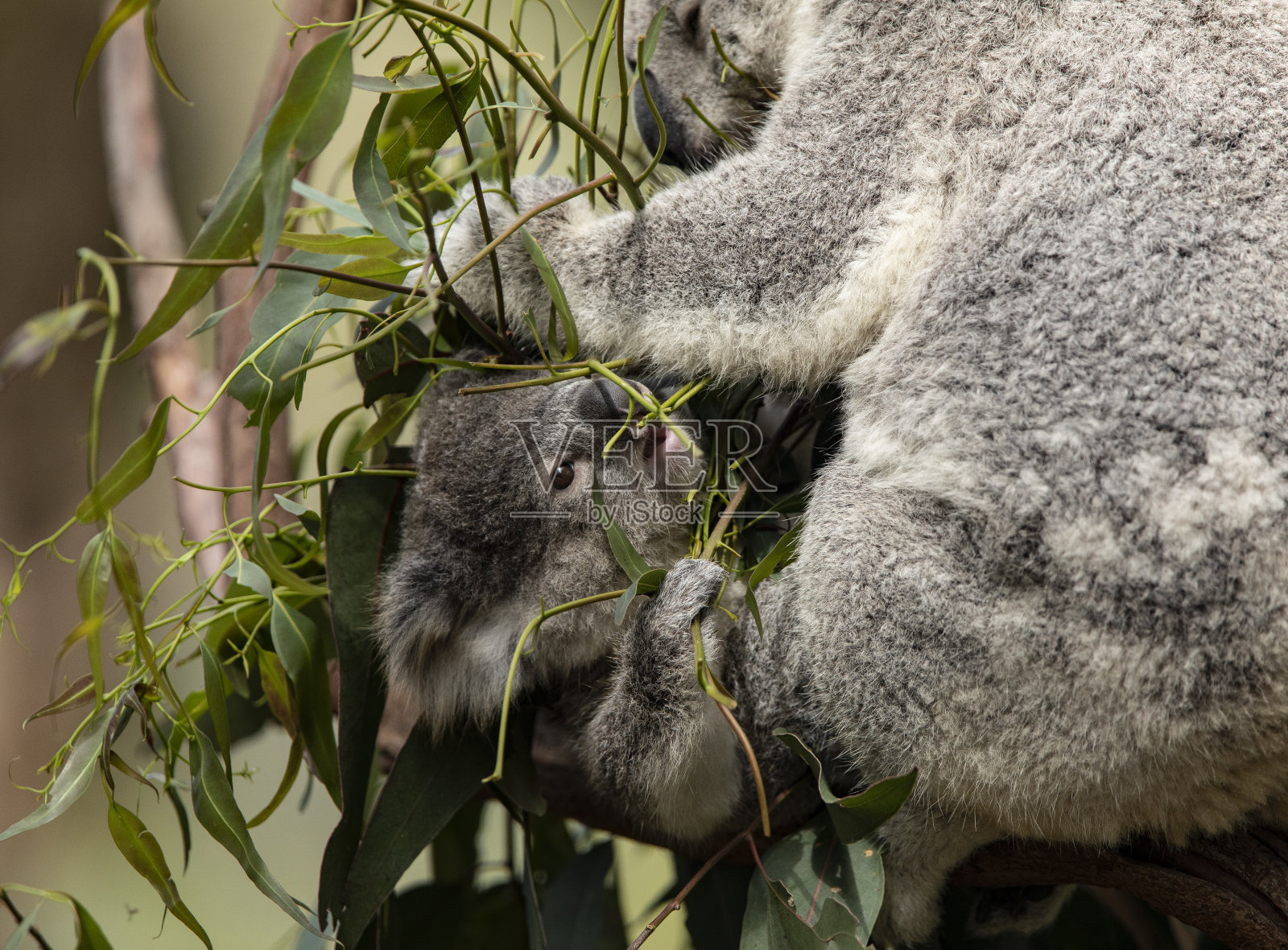 考拉宝宝照片摄影图片