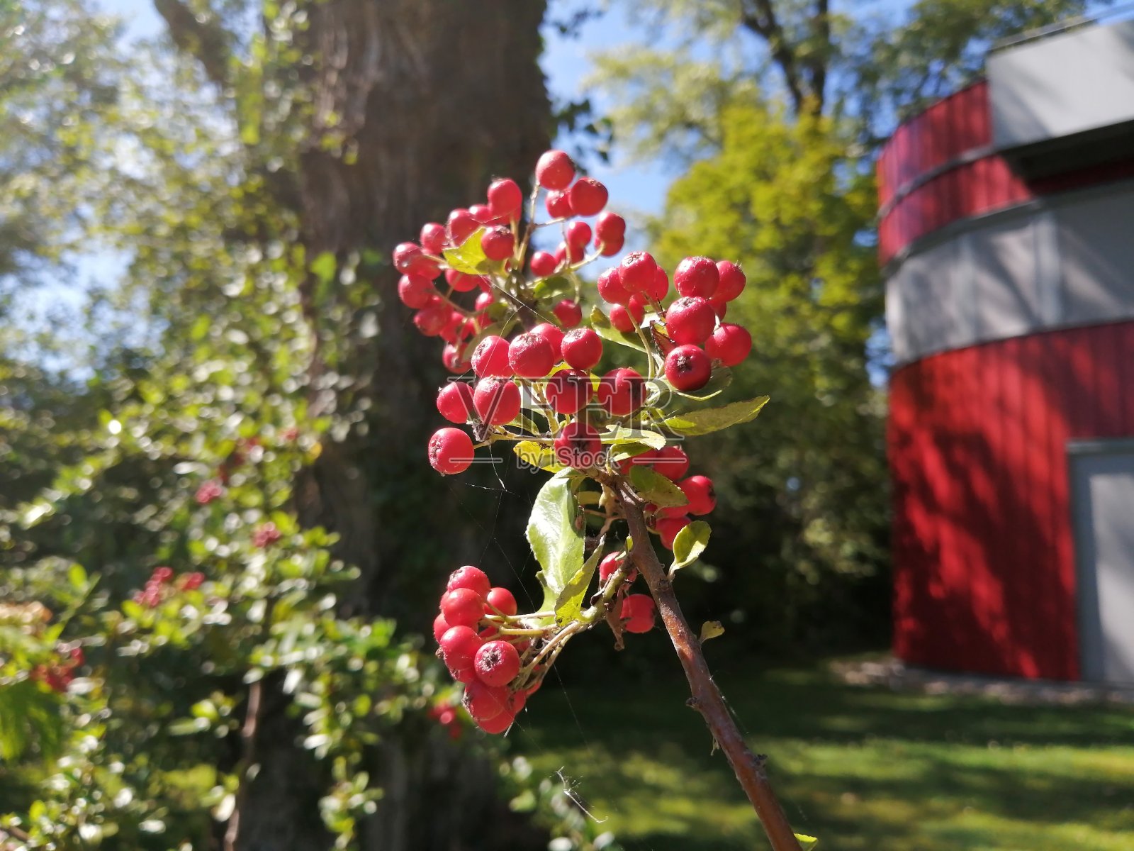 红色浆果与树和建筑背景照片摄影图片