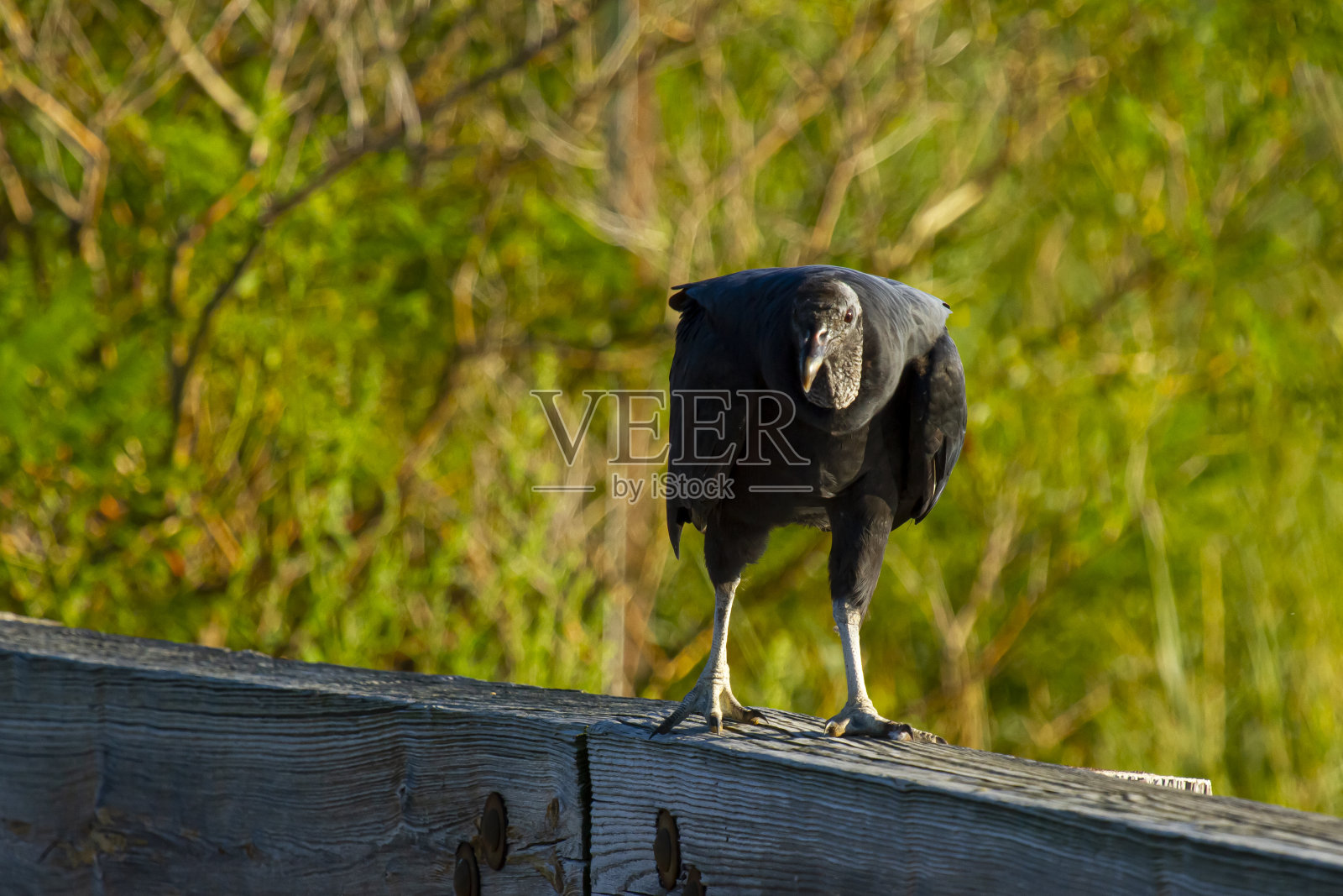 一只美国黑秃鹰(Coragyps atratus)栖息在木栅栏上照片摄影图片