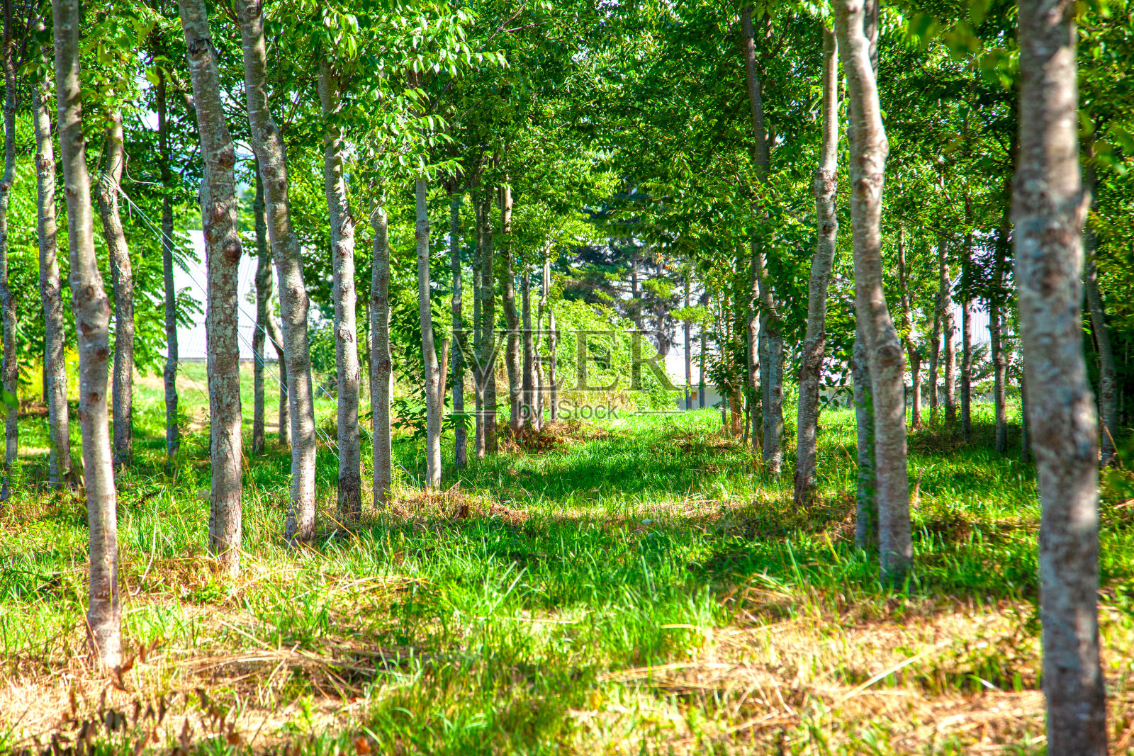 长排的树照片摄影图片