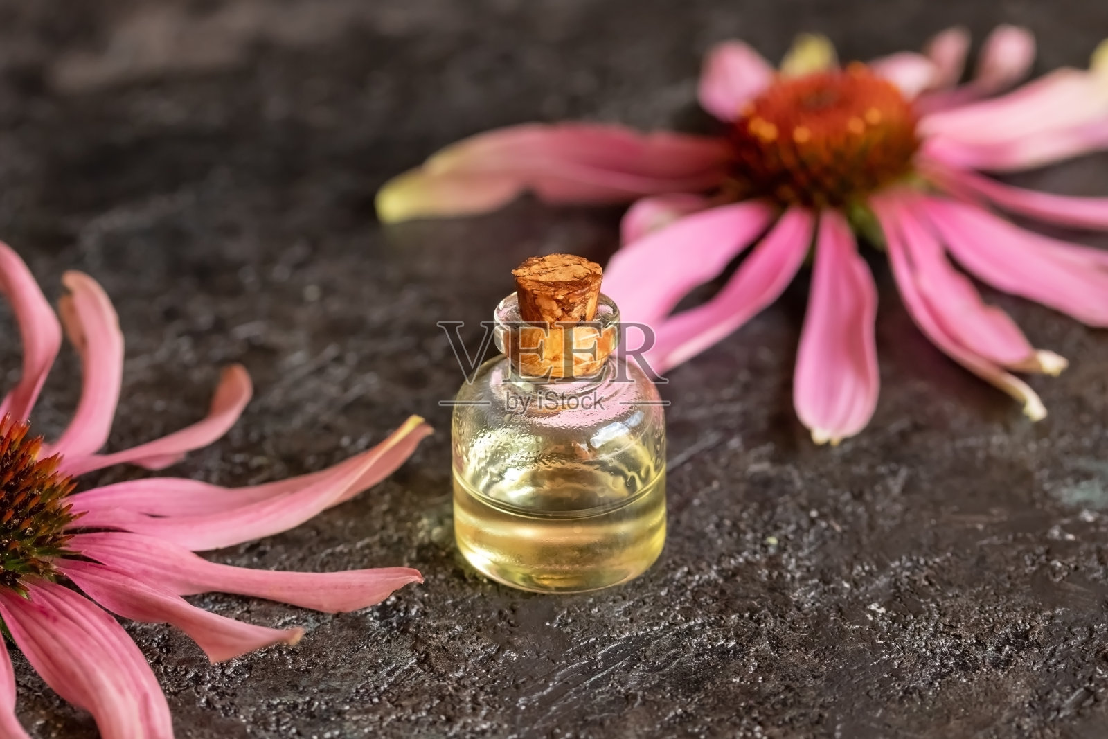 一瓶含有紫锥花的精油照片摄影图片