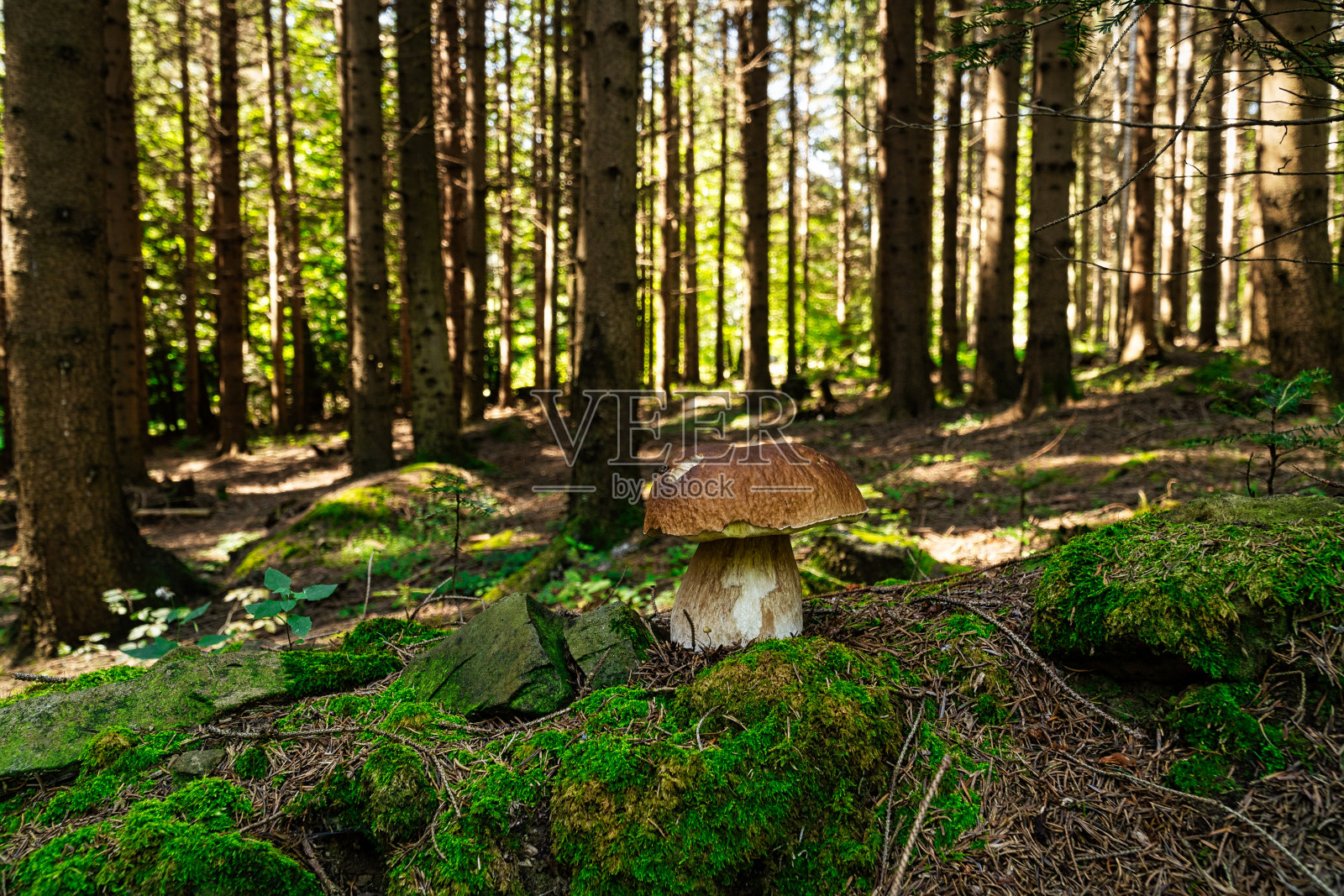 森林中的牛肝菌照片摄影图片