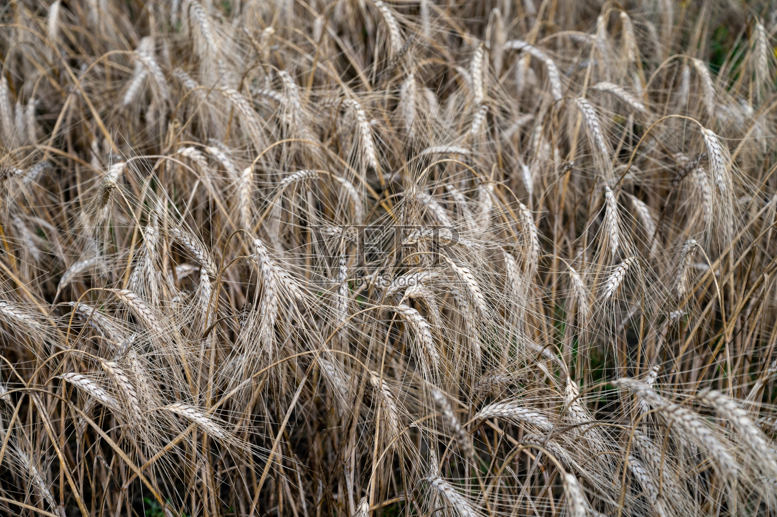 成熟的大麦谷物准备收割和酿造威士忌照片摄影图片
