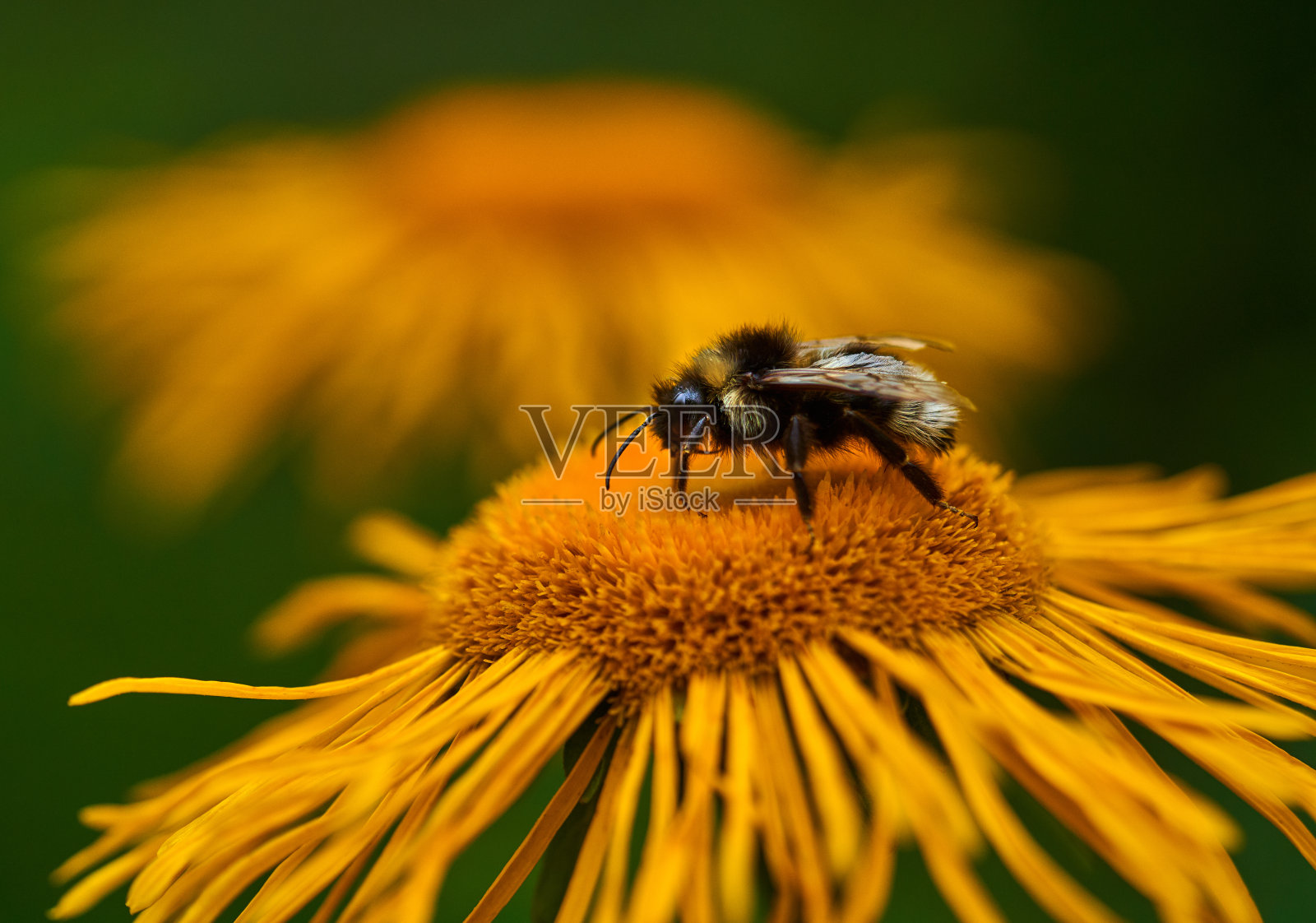 大黄蜂在花上的微距镜头照片摄影图片