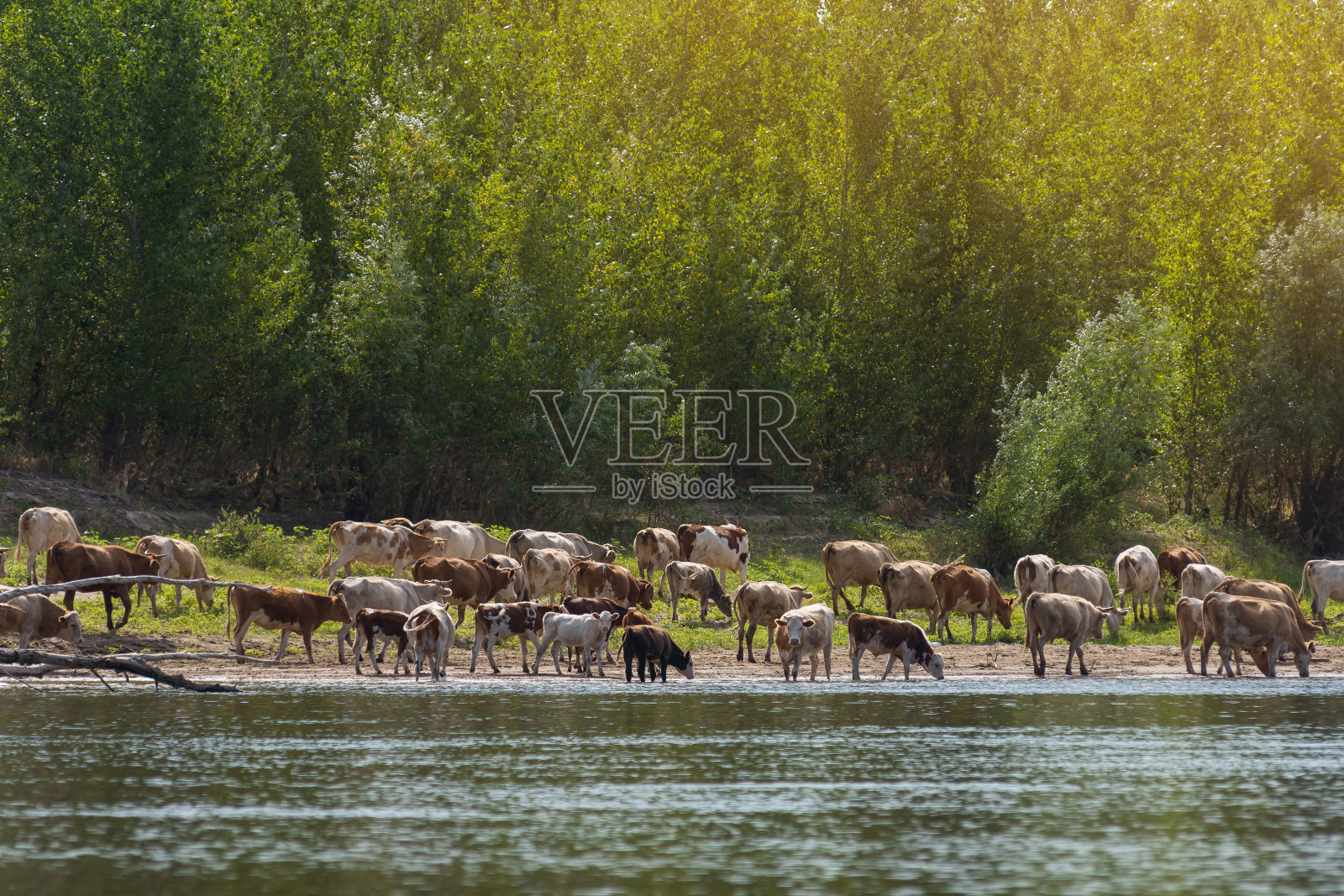 乡村生活。下午，一群牛来到河边的一个水边。一些牛下水了。河岸上长满了杨树。照片摄影图片