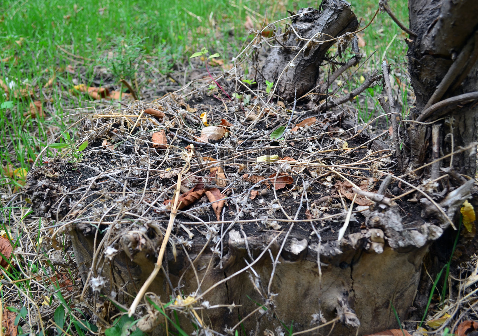 秋天森林里的枯枝照片摄影图片