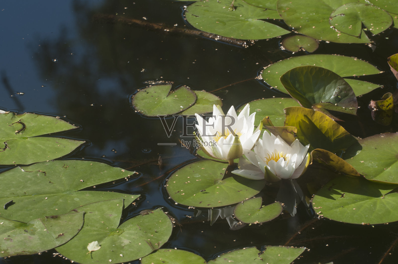 池塘上的睡莲(睡莲照片摄影图片