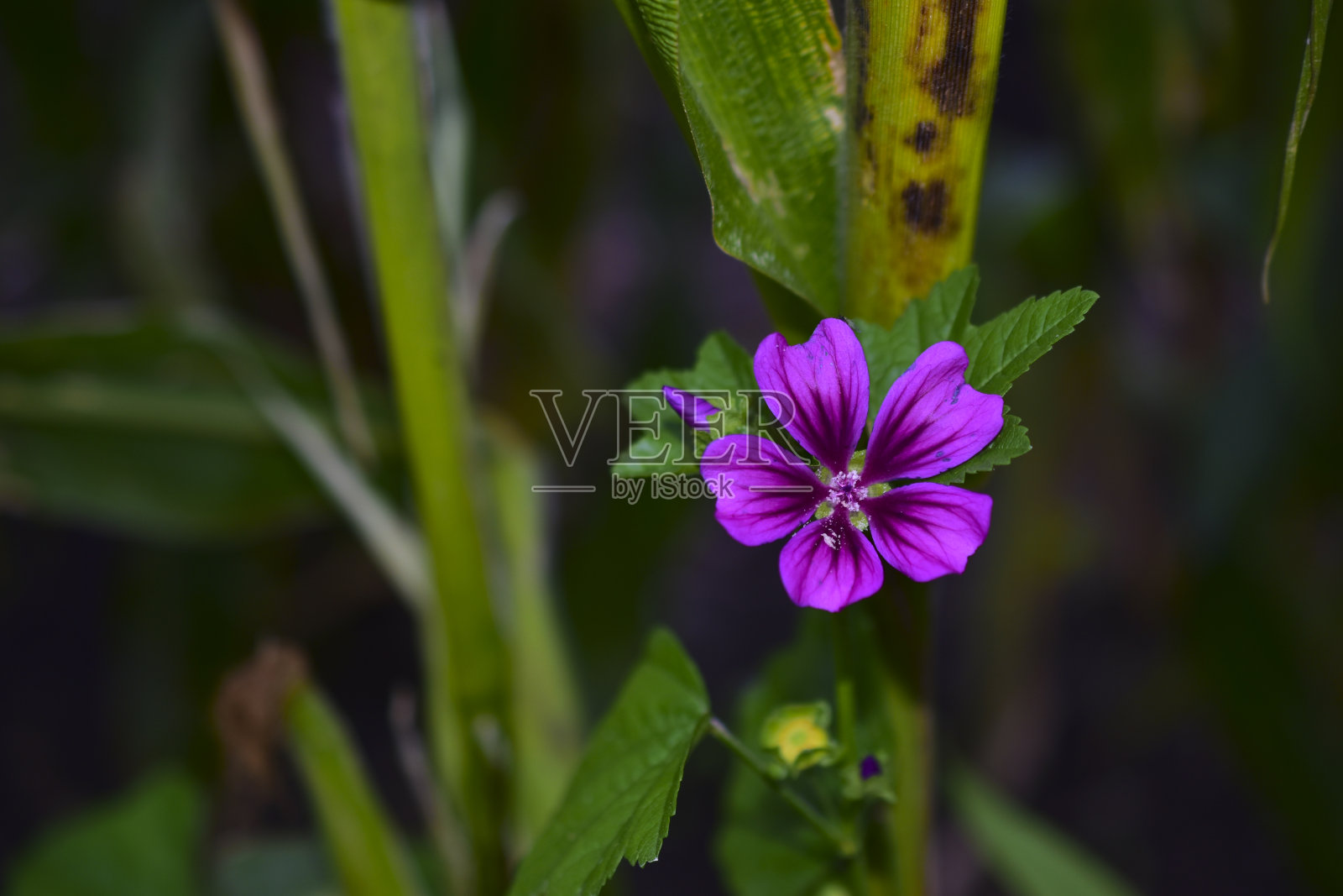 紫色的花在绿色的晚上照片摄影图片