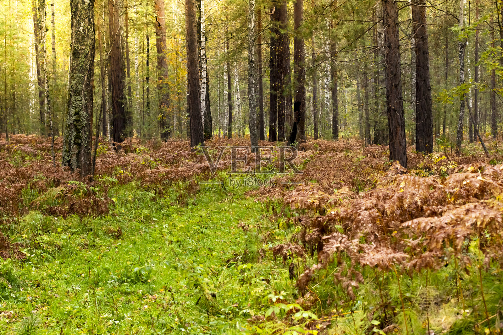 一个秋天的风景森林，背光从阳光的一个角落的框架。照片摄影图片