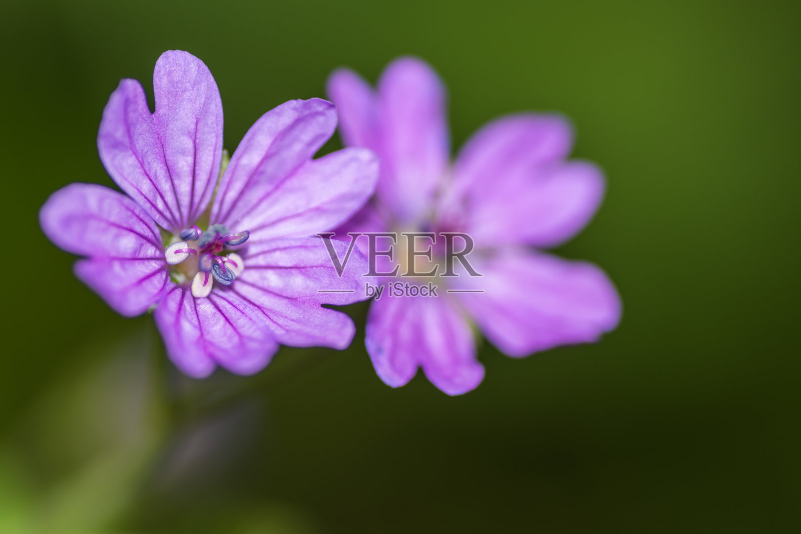 两朵紫色的花带着模糊照片摄影图片