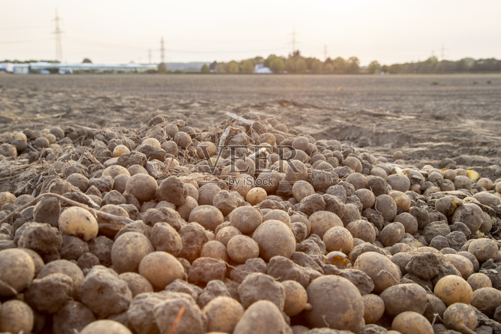 收获马铃薯后留在地里的马铃薯照片摄影图片