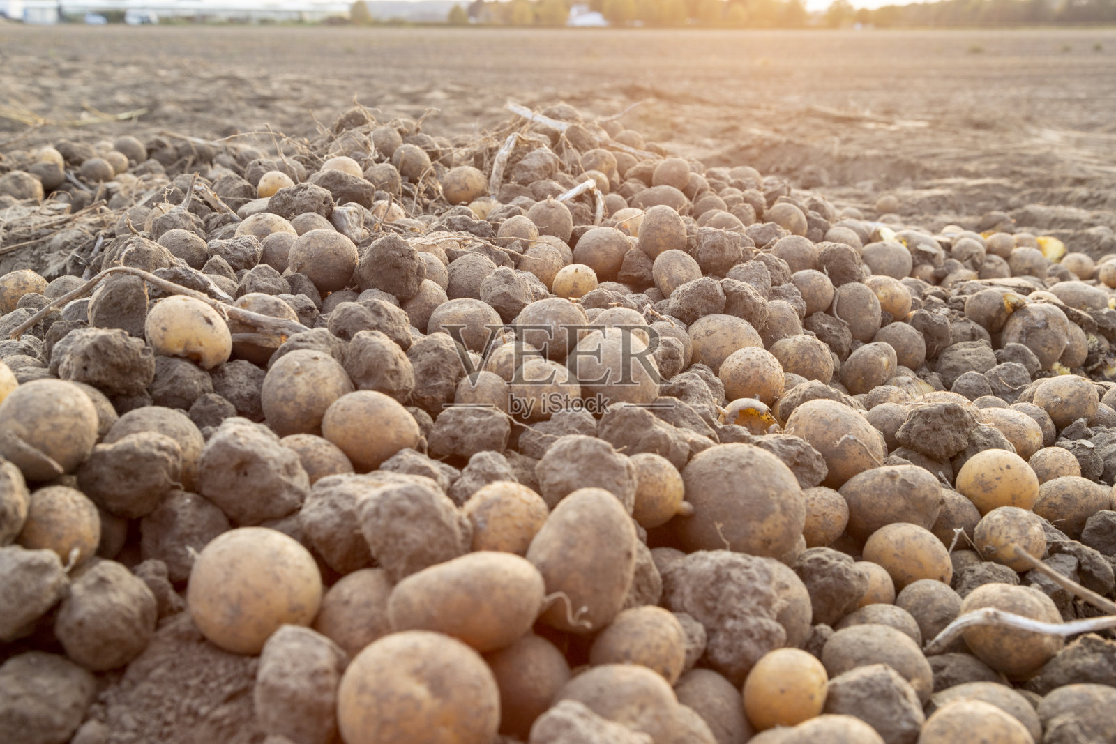 收获马铃薯后留在地里的马铃薯照片摄影图片