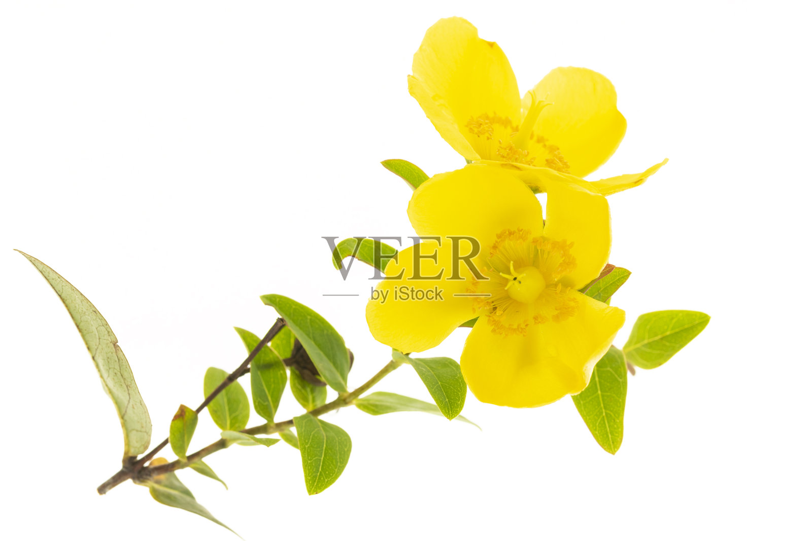 孤立的hyperycum花和叶上白色照片摄影图片