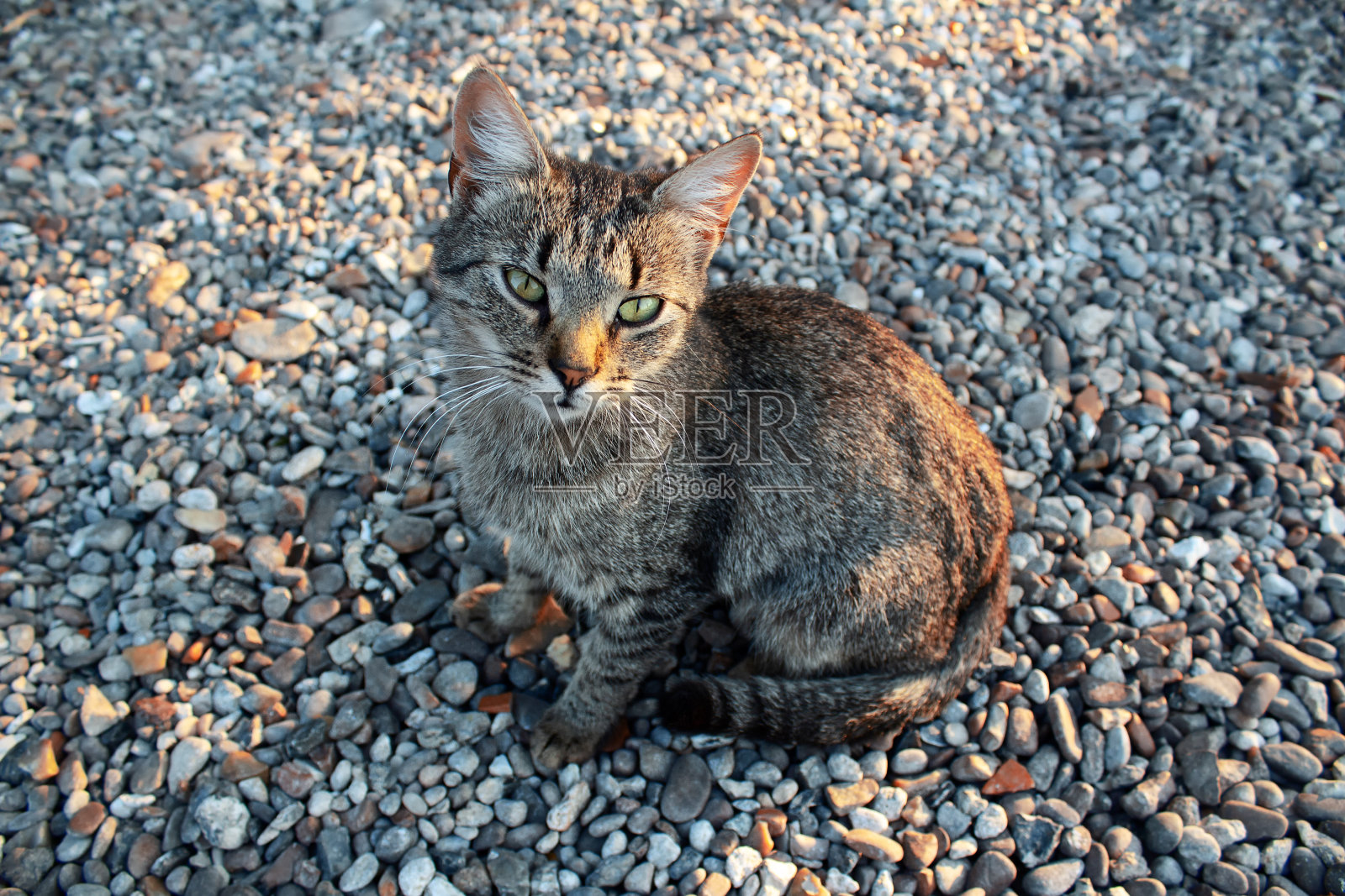 可爱的灰猫在卵石上照片摄影图片