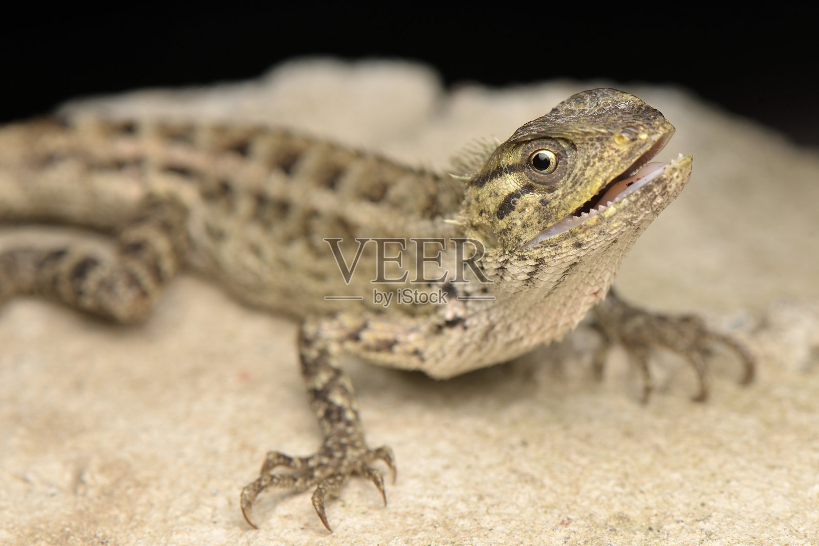 巨石上的邦格隆照片摄影图片