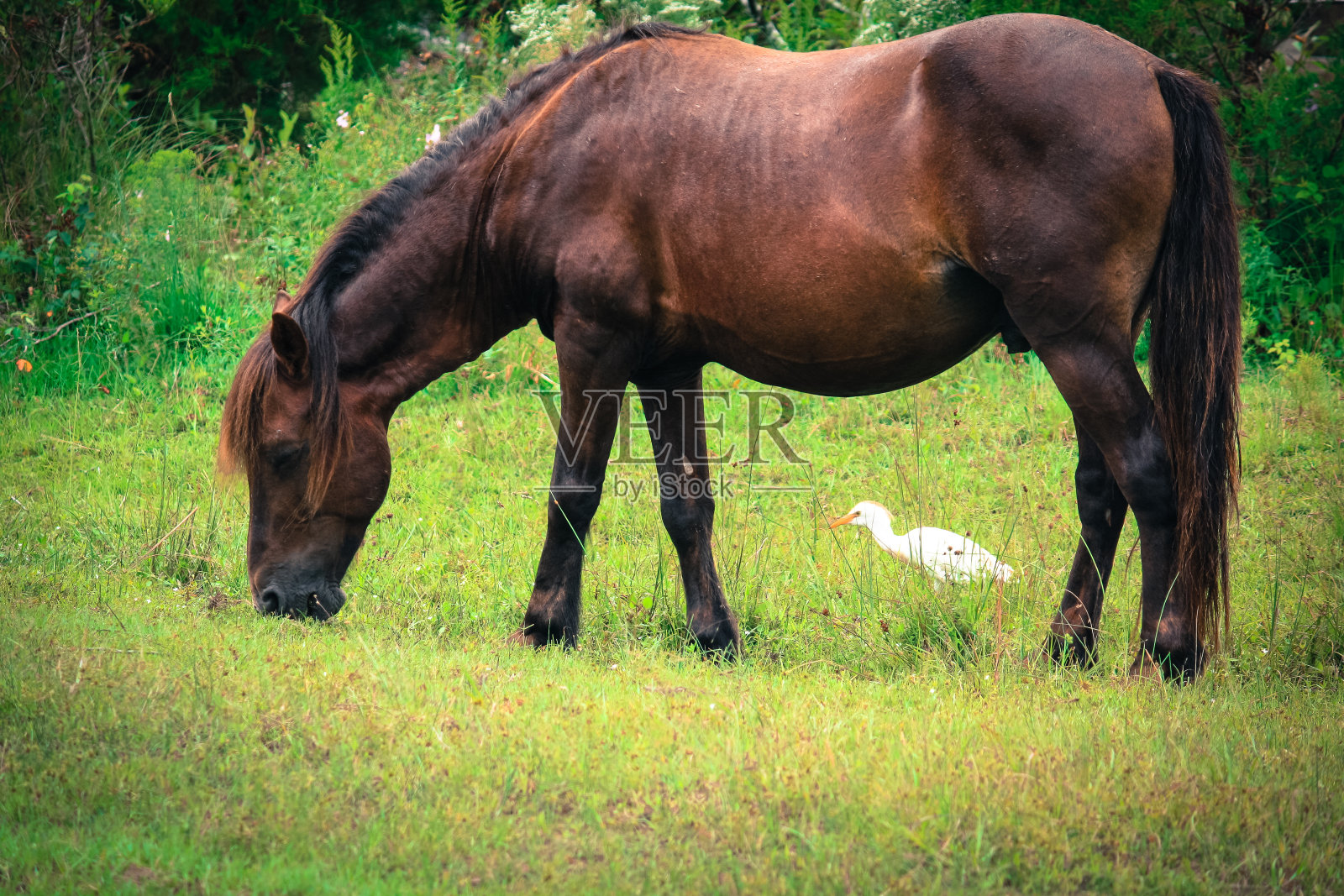 野马照片摄影图片