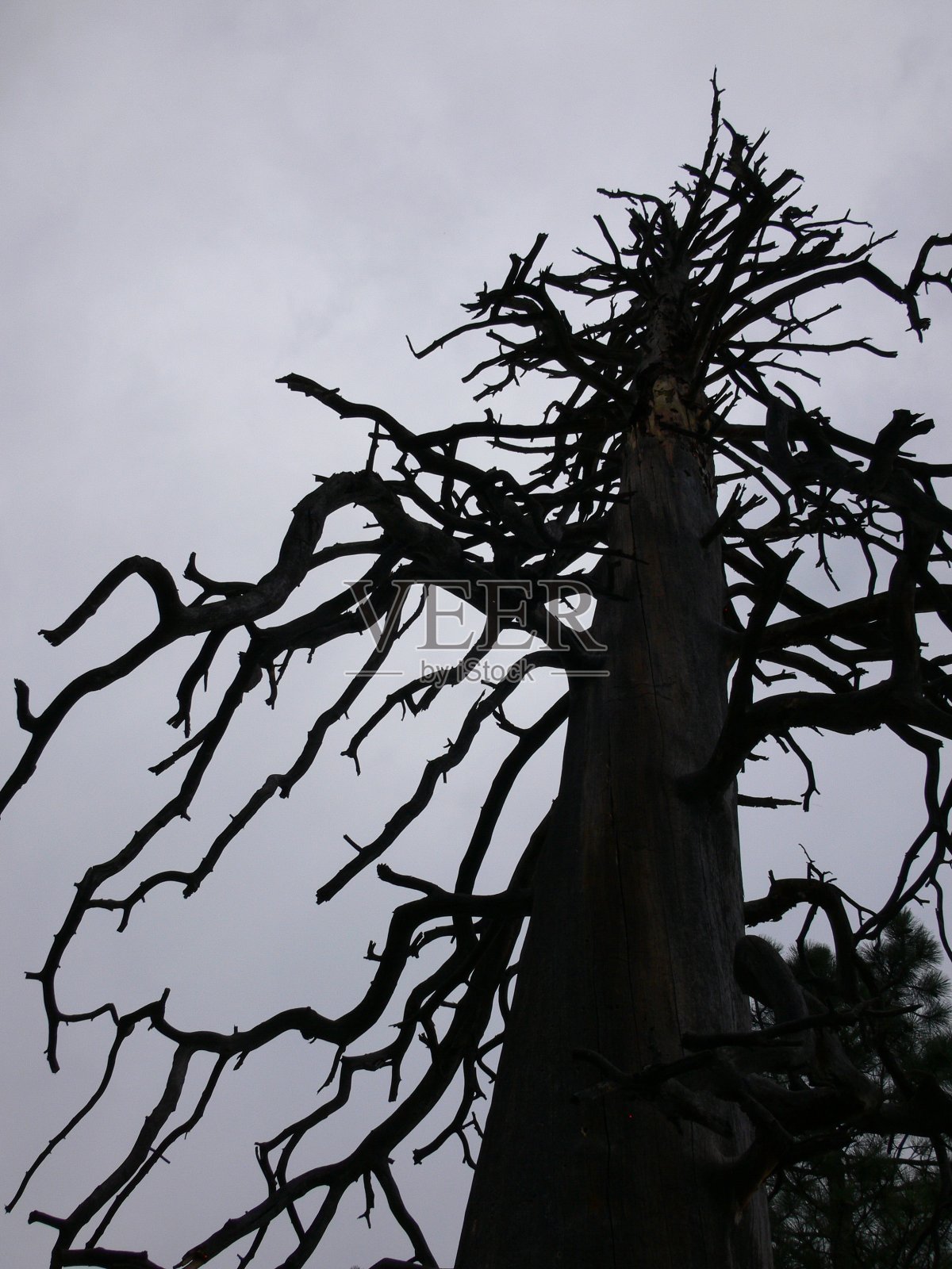 高大黝黑的食尸鬼照片摄影图片