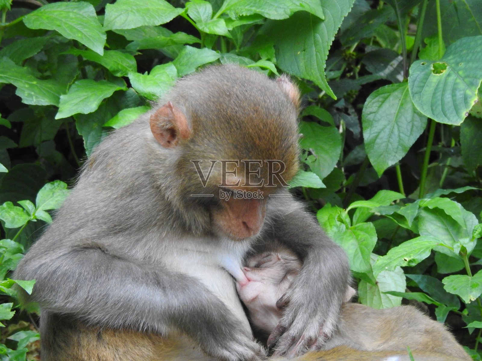 可爱的猴宝宝喝着猴妈妈的奶可爱的猴宝宝跟妈妈在一起照片摄影图片
