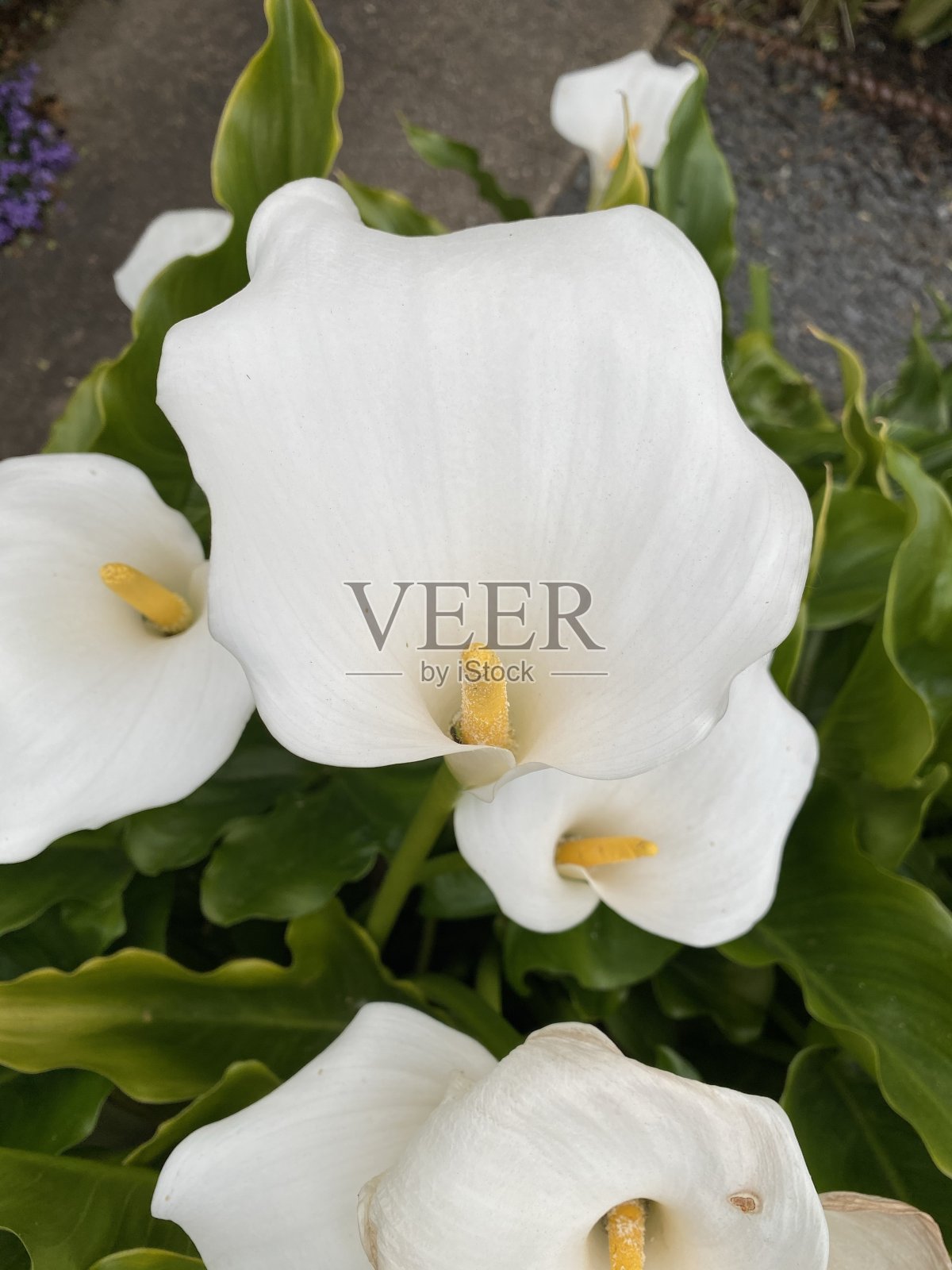 一束白色的红掌特写照片摄影图片