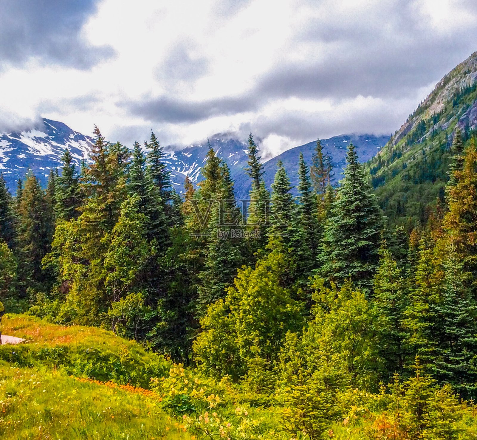 山脚下郁郁葱葱的绿色森林照片摄影图片