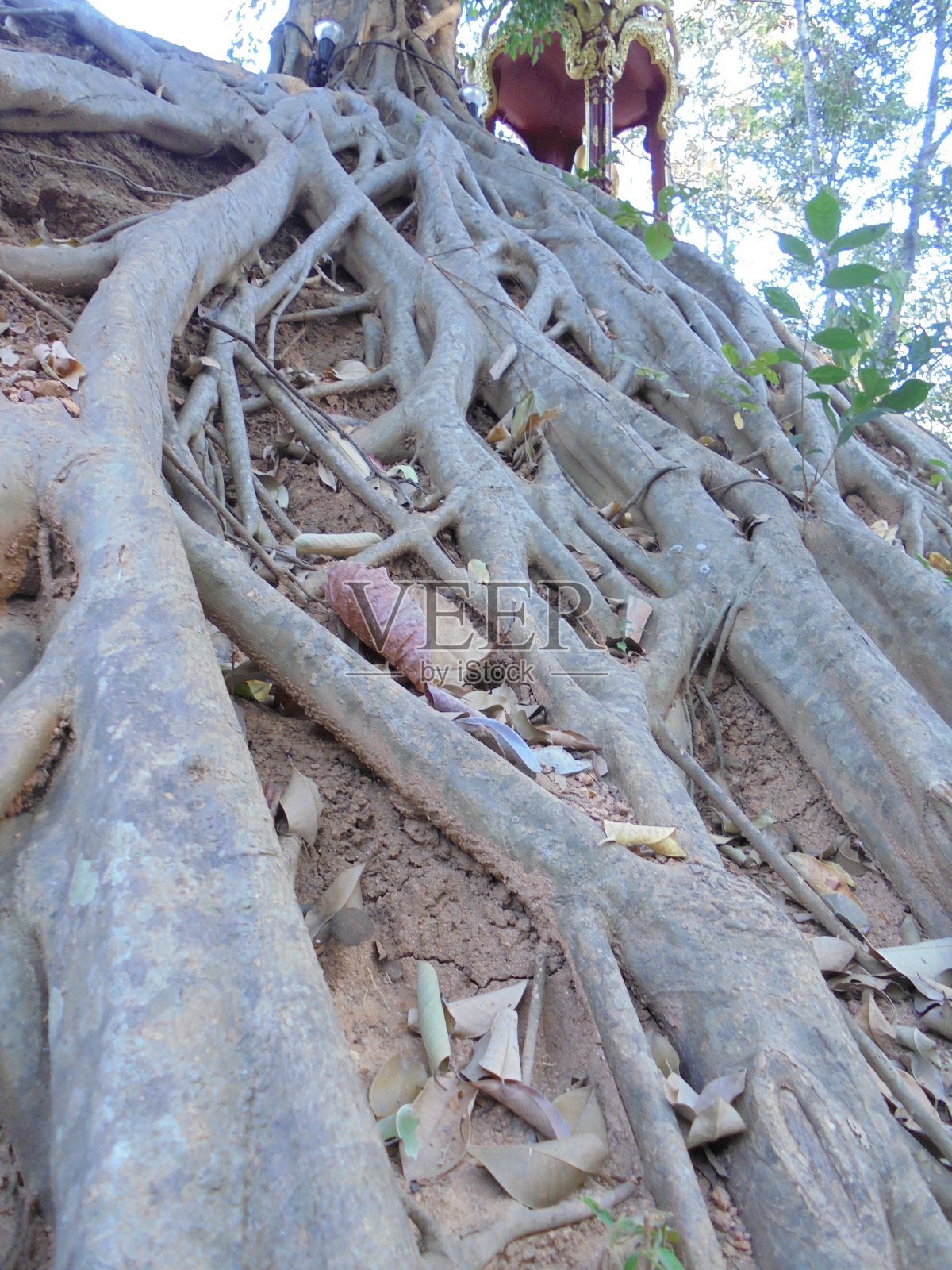许多大根照片摄影图片