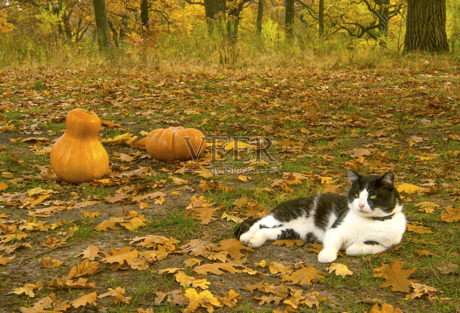 秋天公园里的猫。照片摄影图片