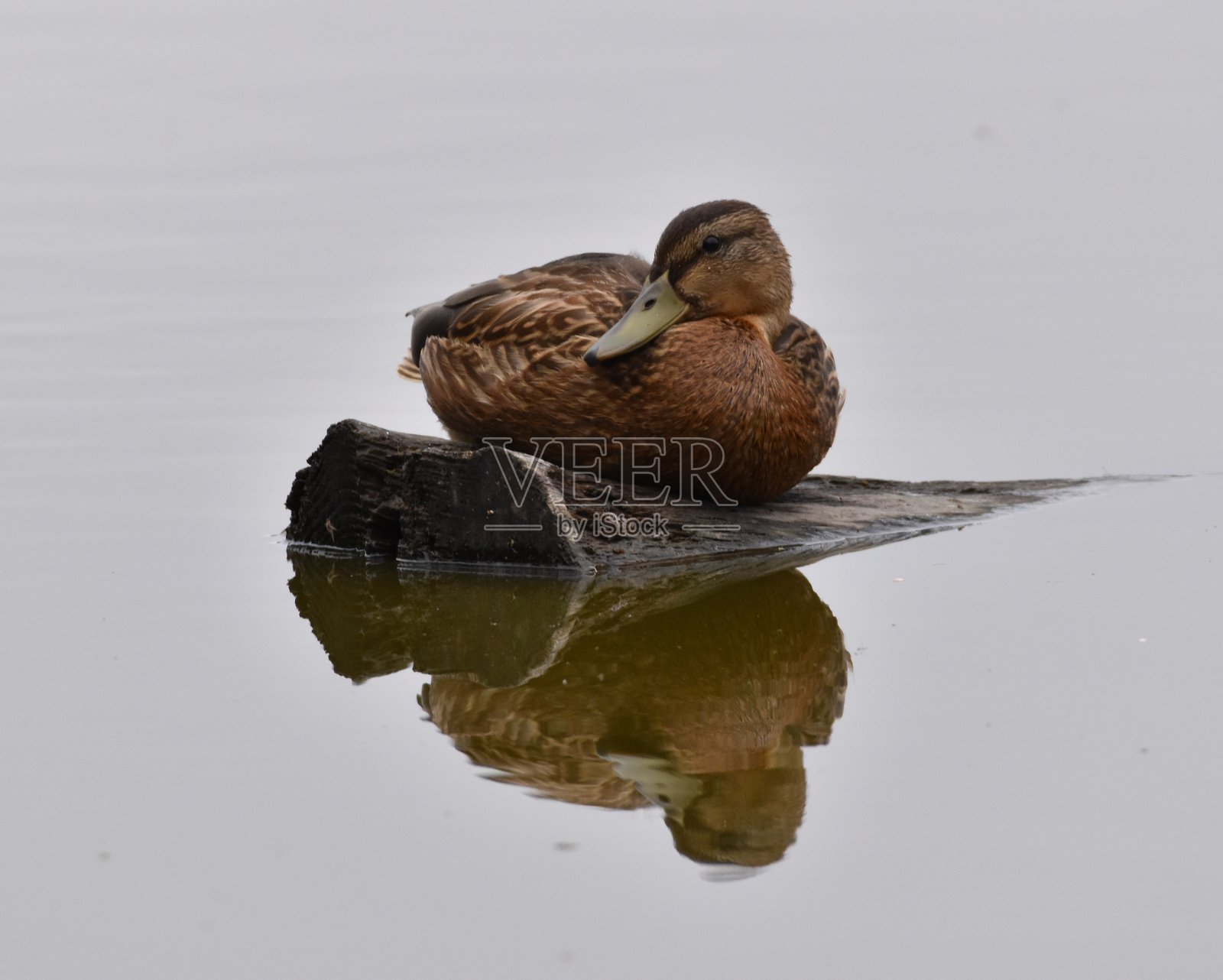 一根原木上的野鸭倒映在水面上照片摄影图片