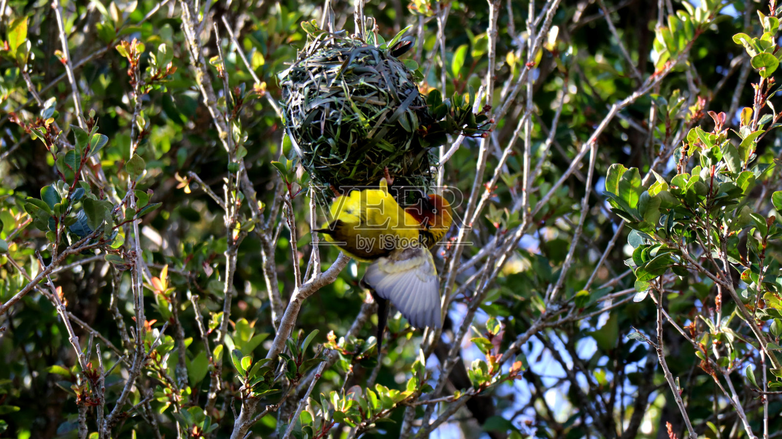 鸟照片摄影图片