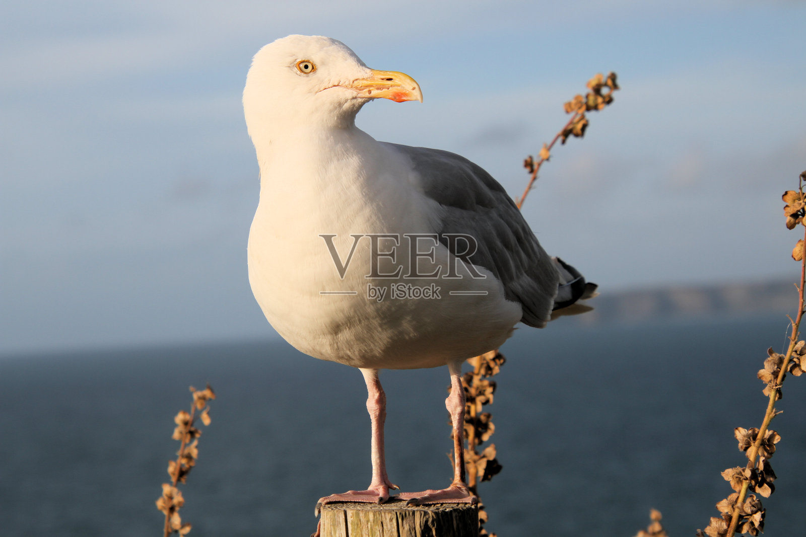 银鸥的特写镜头照片摄影图片