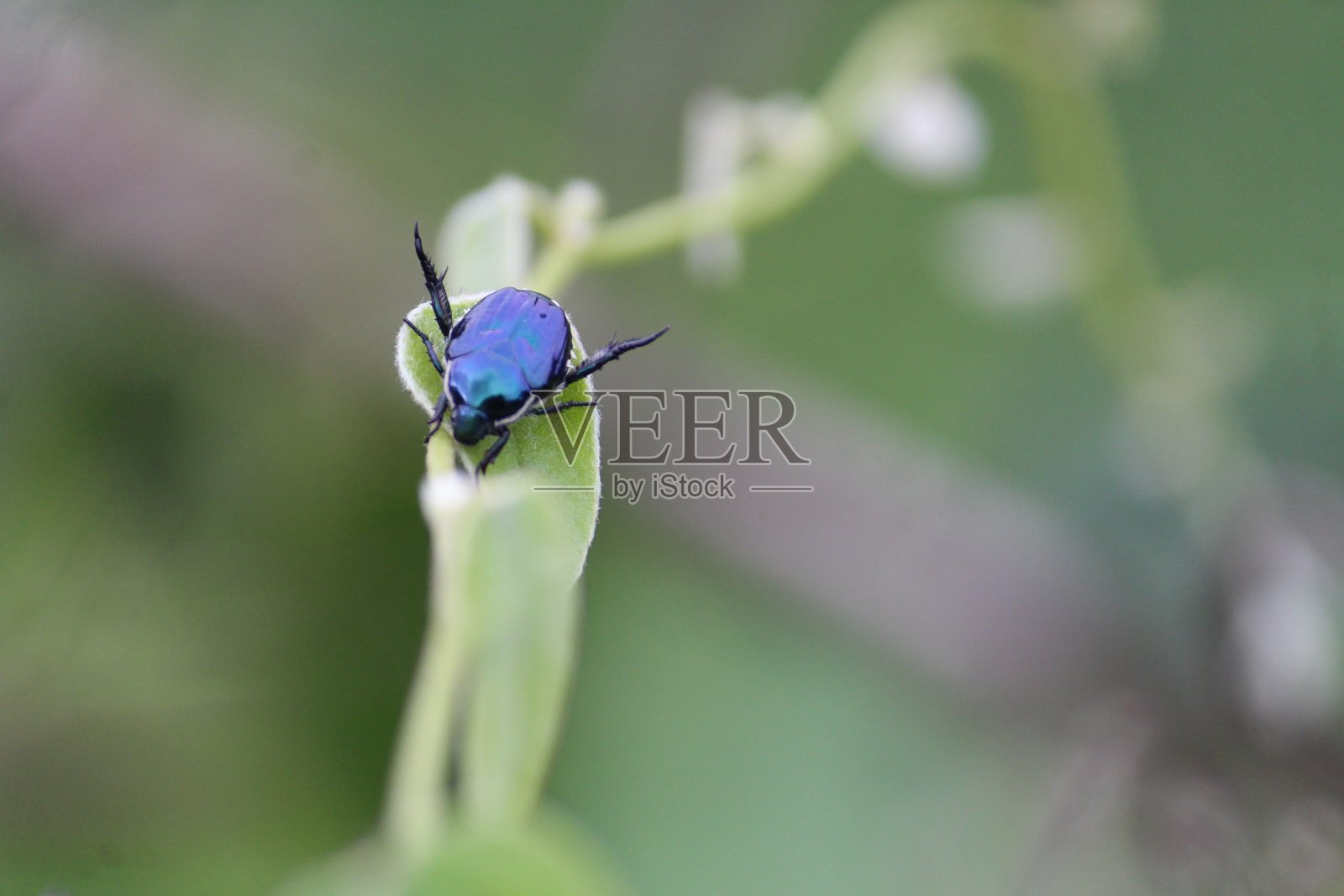 昆虫的荣耀照片摄影图片