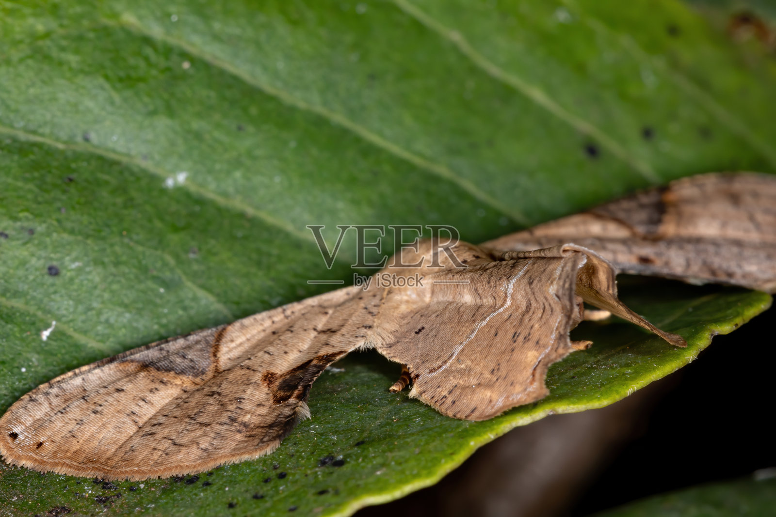 Scoopwing蛾照片摄影图片