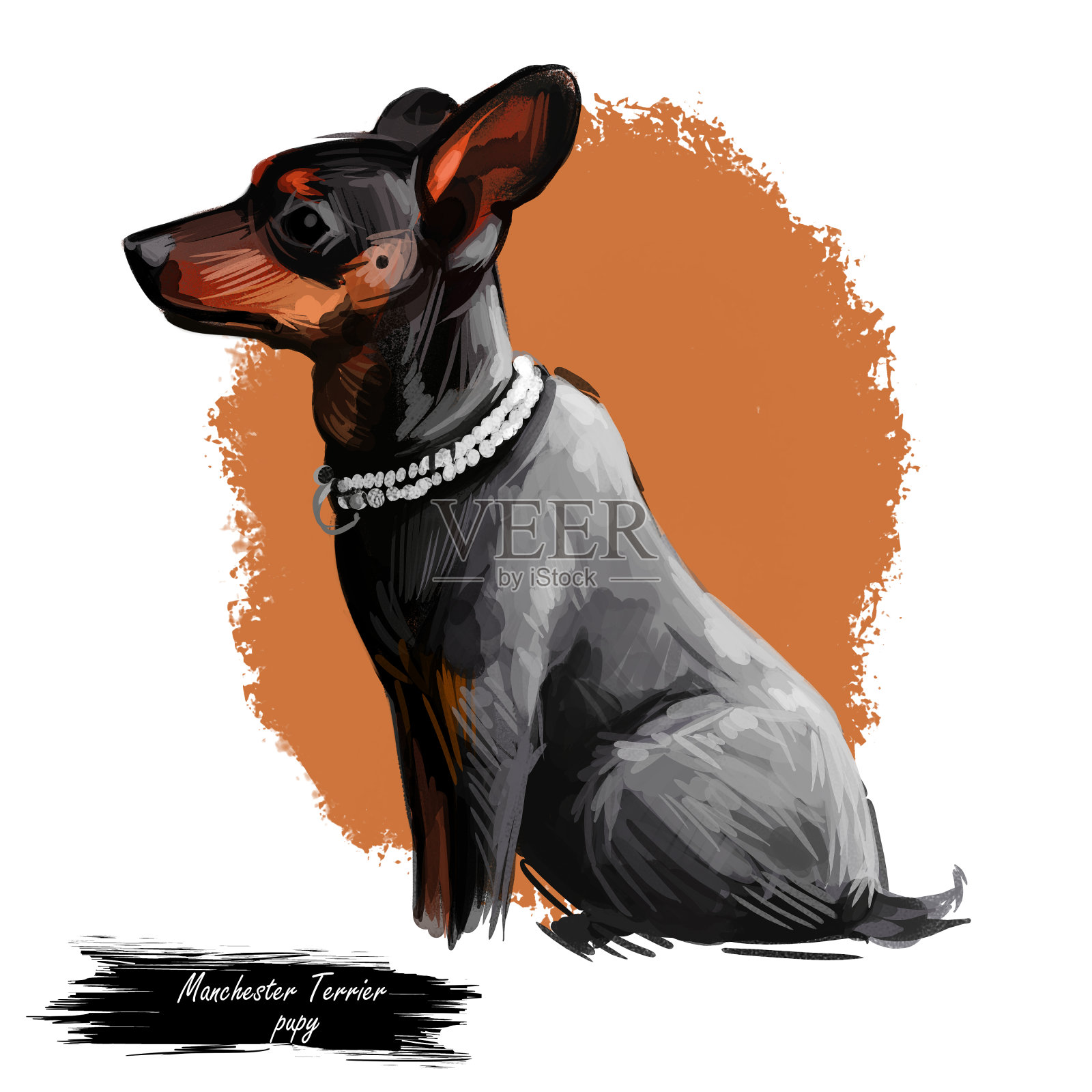 曼彻斯特梗狗戴项圈宠物数码艺术插画图片素材