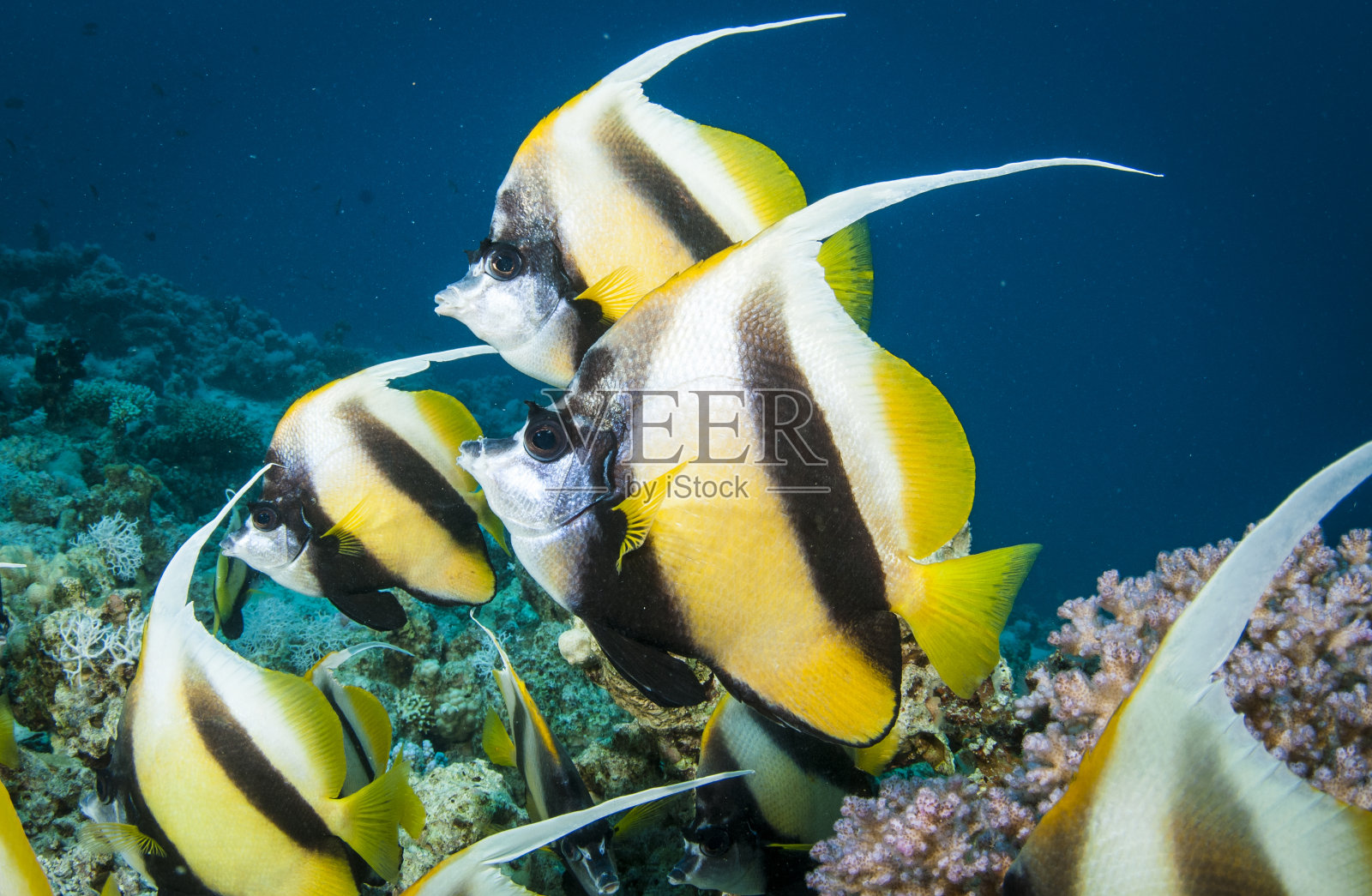长鳍燕鱼群照片摄影图片