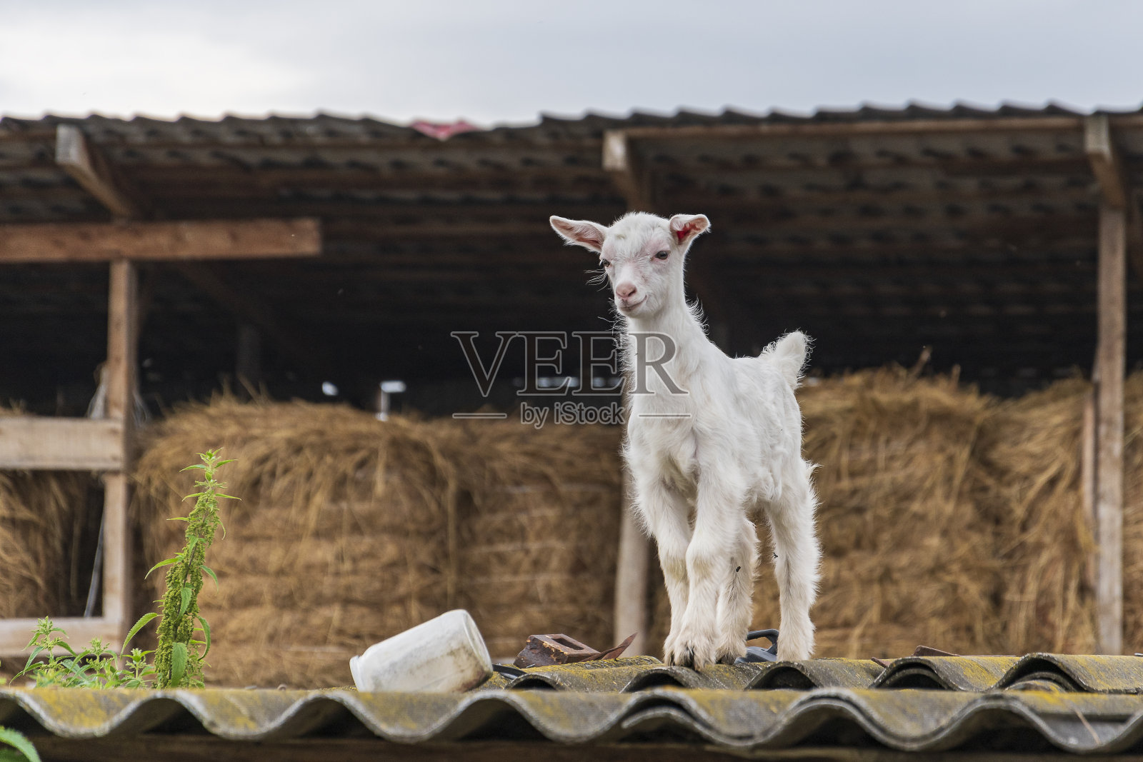 夏日里，小山羊在农场的院子里玩耍照片摄影图片