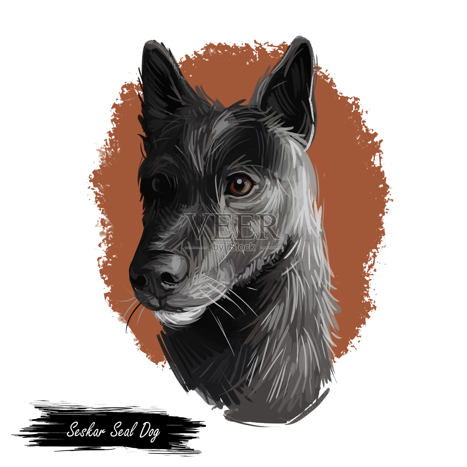 Seskar海豹猎犬动物数字艺术。Seiskarinhyljekoira宠物源自芬兰，水彩人像特写完成家养动物插画图片素材
