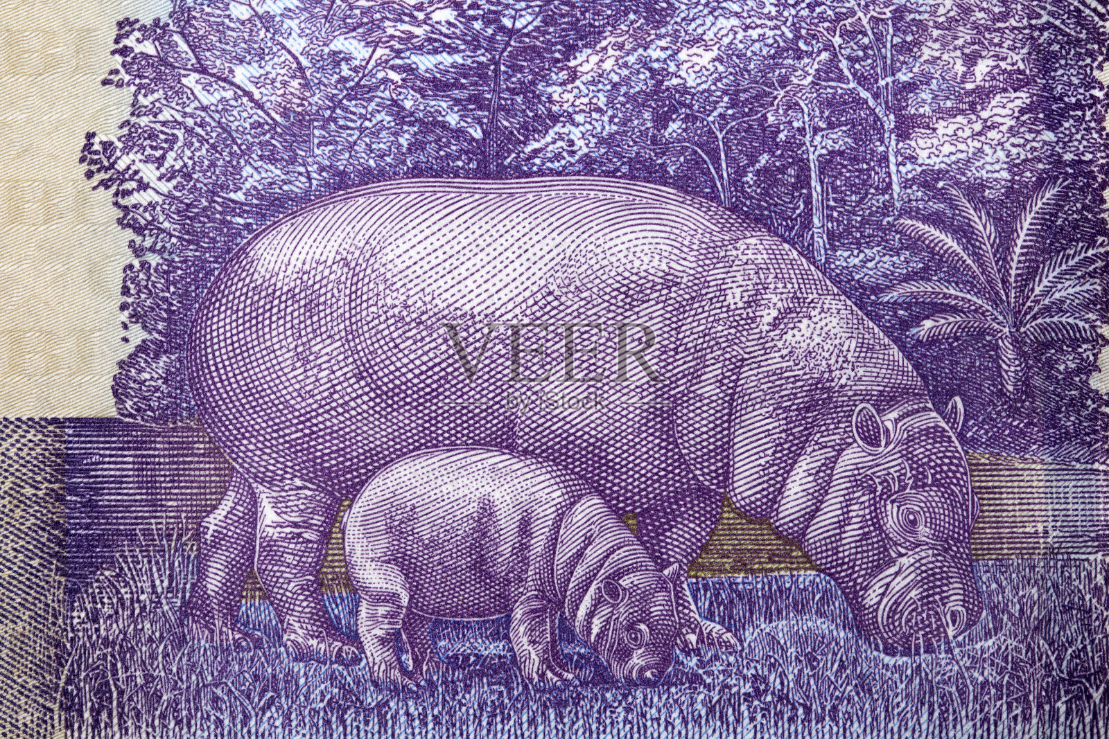 两只河马利比里亚钱币的肖像插画图片素材