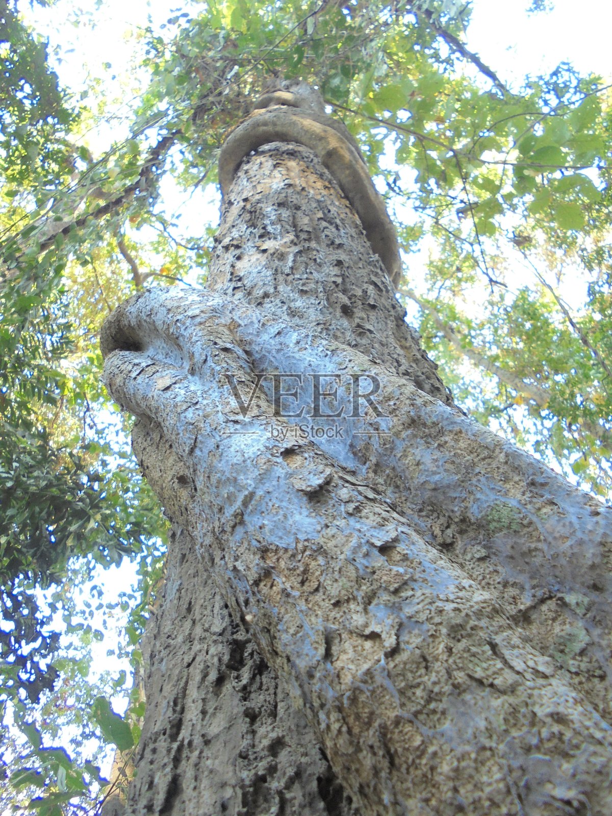 大葡萄照片摄影图片