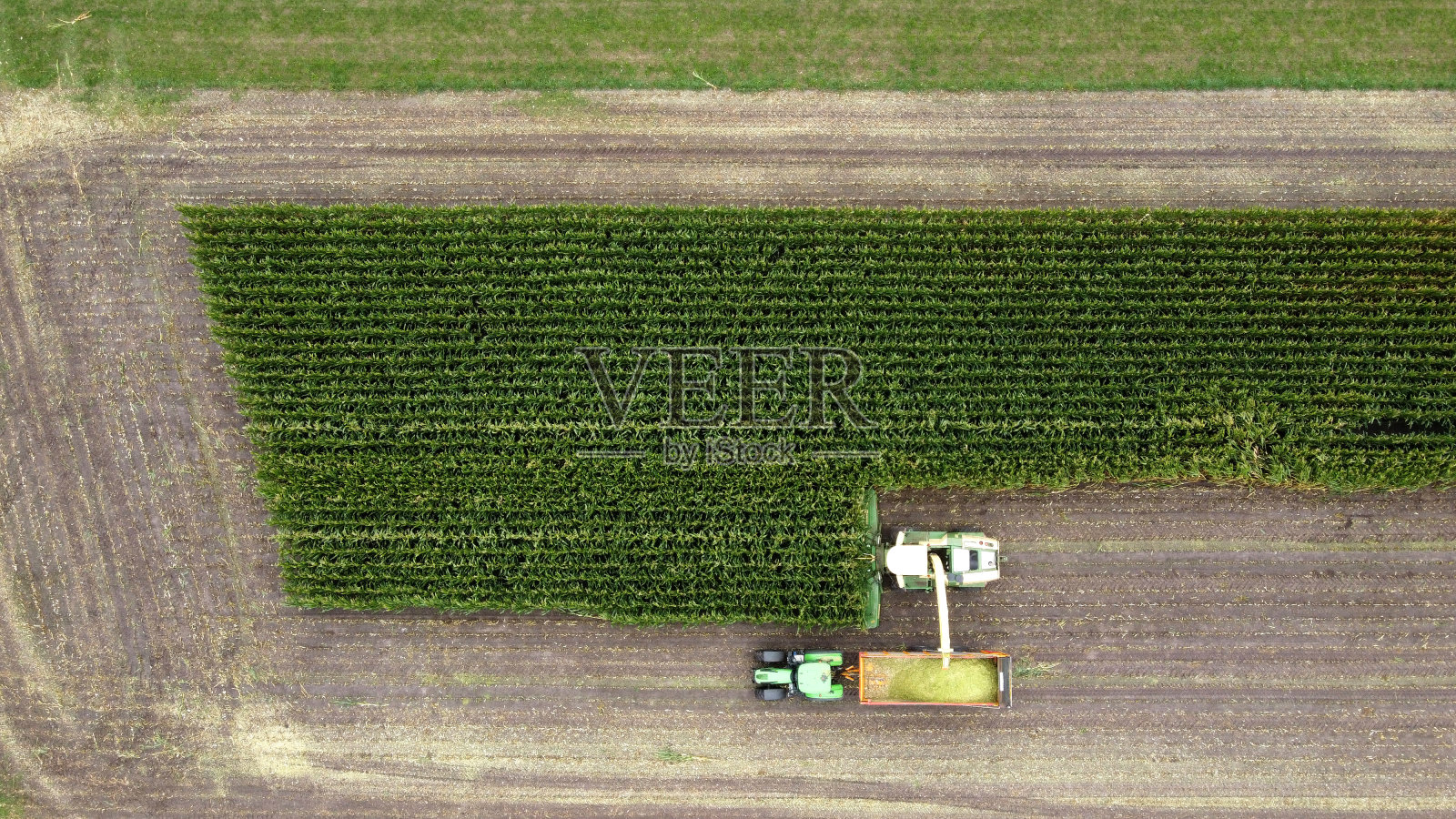 收割玉米照片摄影图片